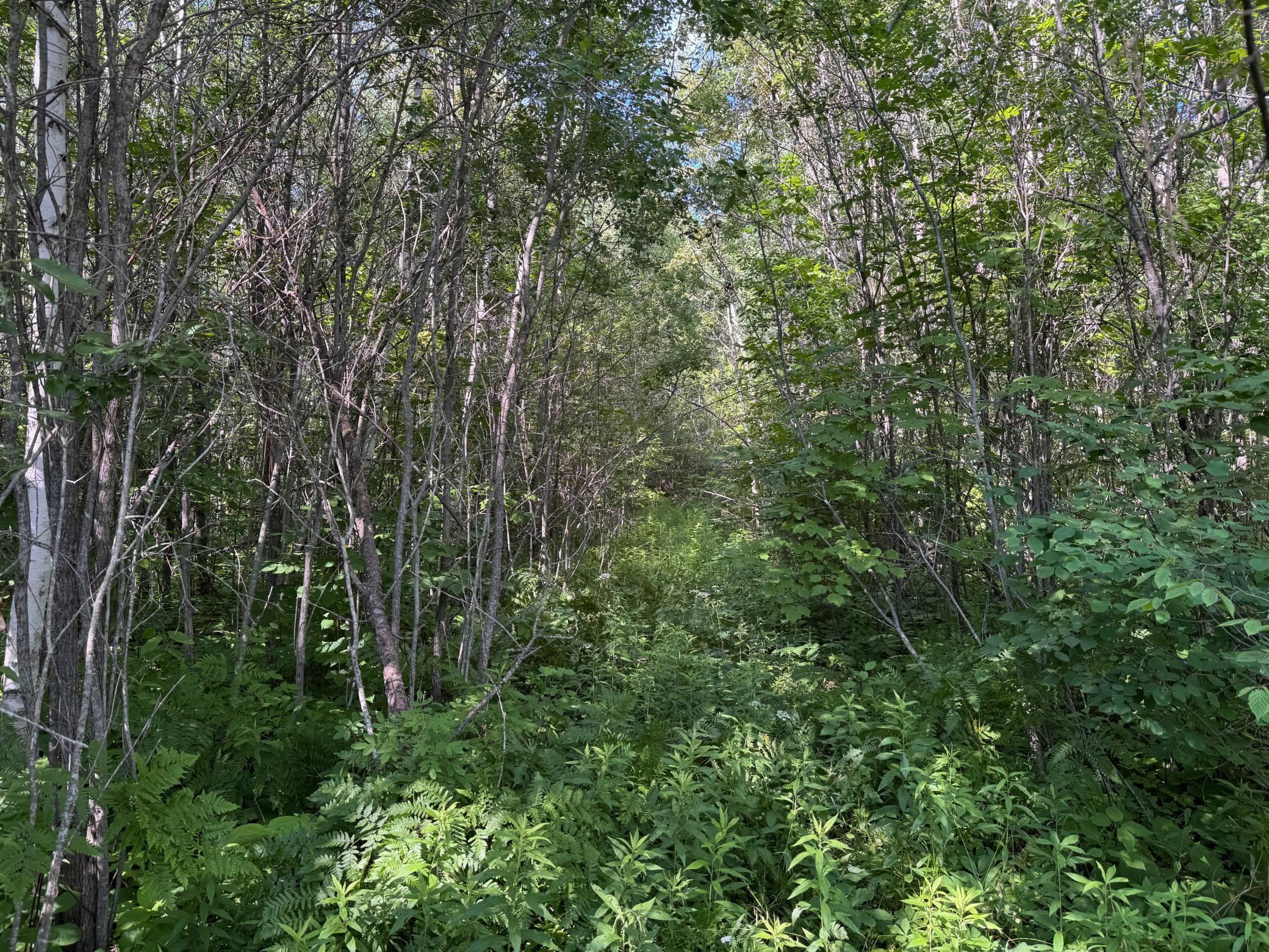 land for sale at 40a Bridgie Road in Northome, MN (photo 5 of 7)
