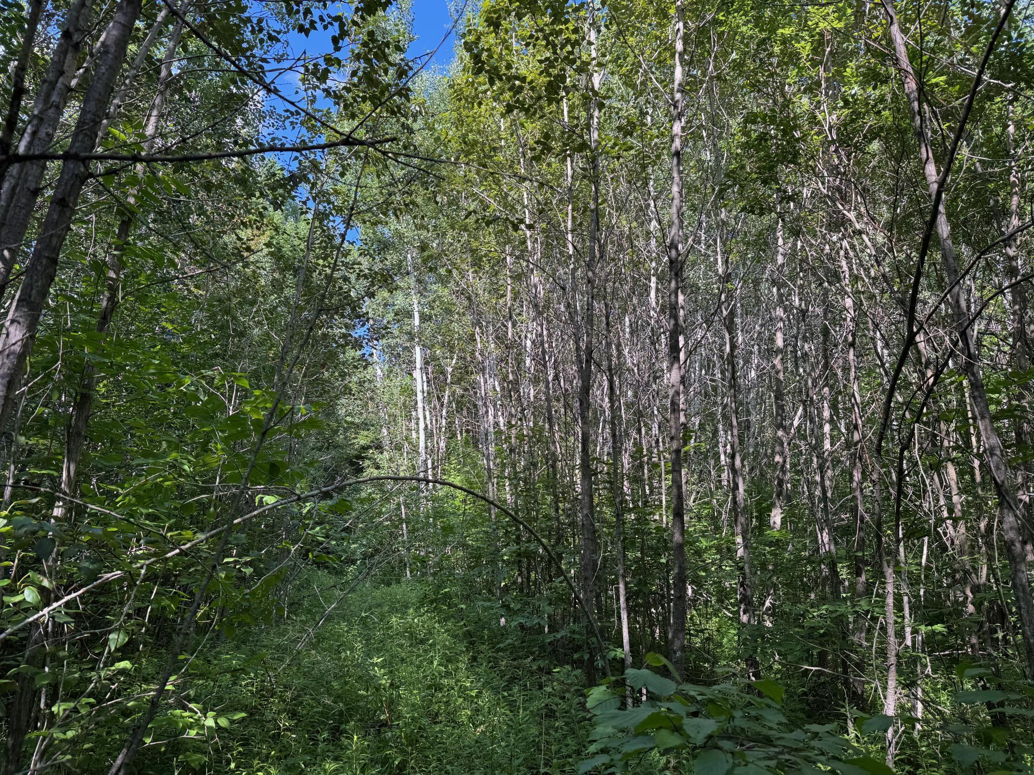 land for sale at 40a Bridgie Road in Northome, MN (photo 7 of 7)