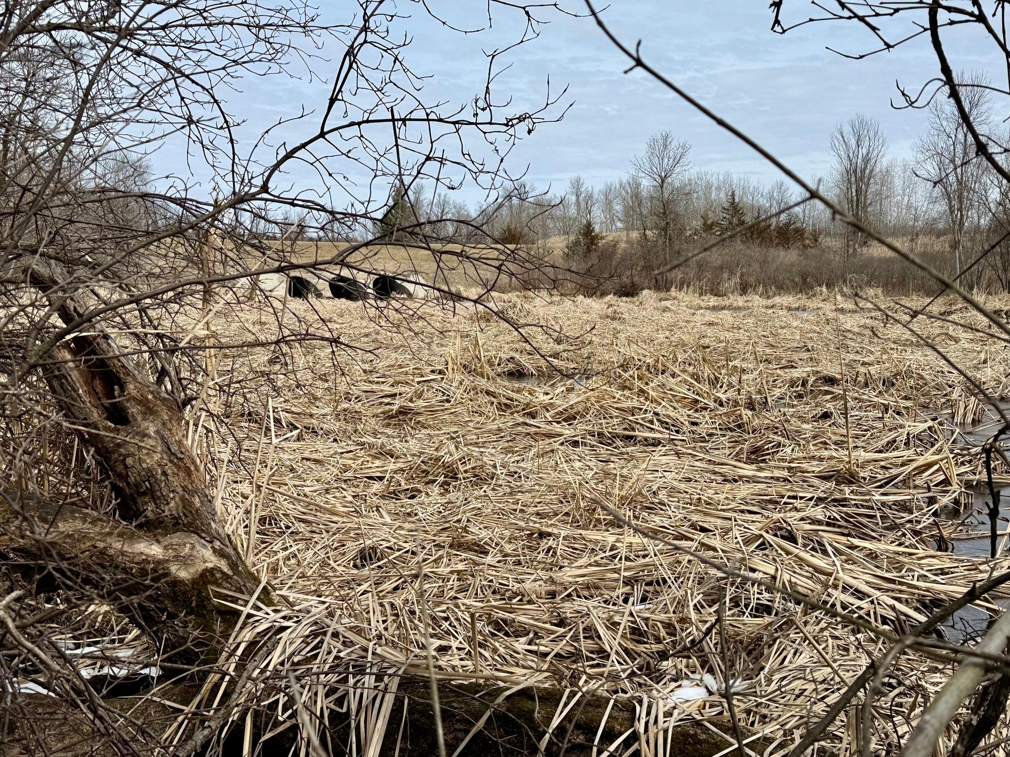 land for sale at TBD Basswood Drive in Sauk Centre, MN (photo 4 of 5)