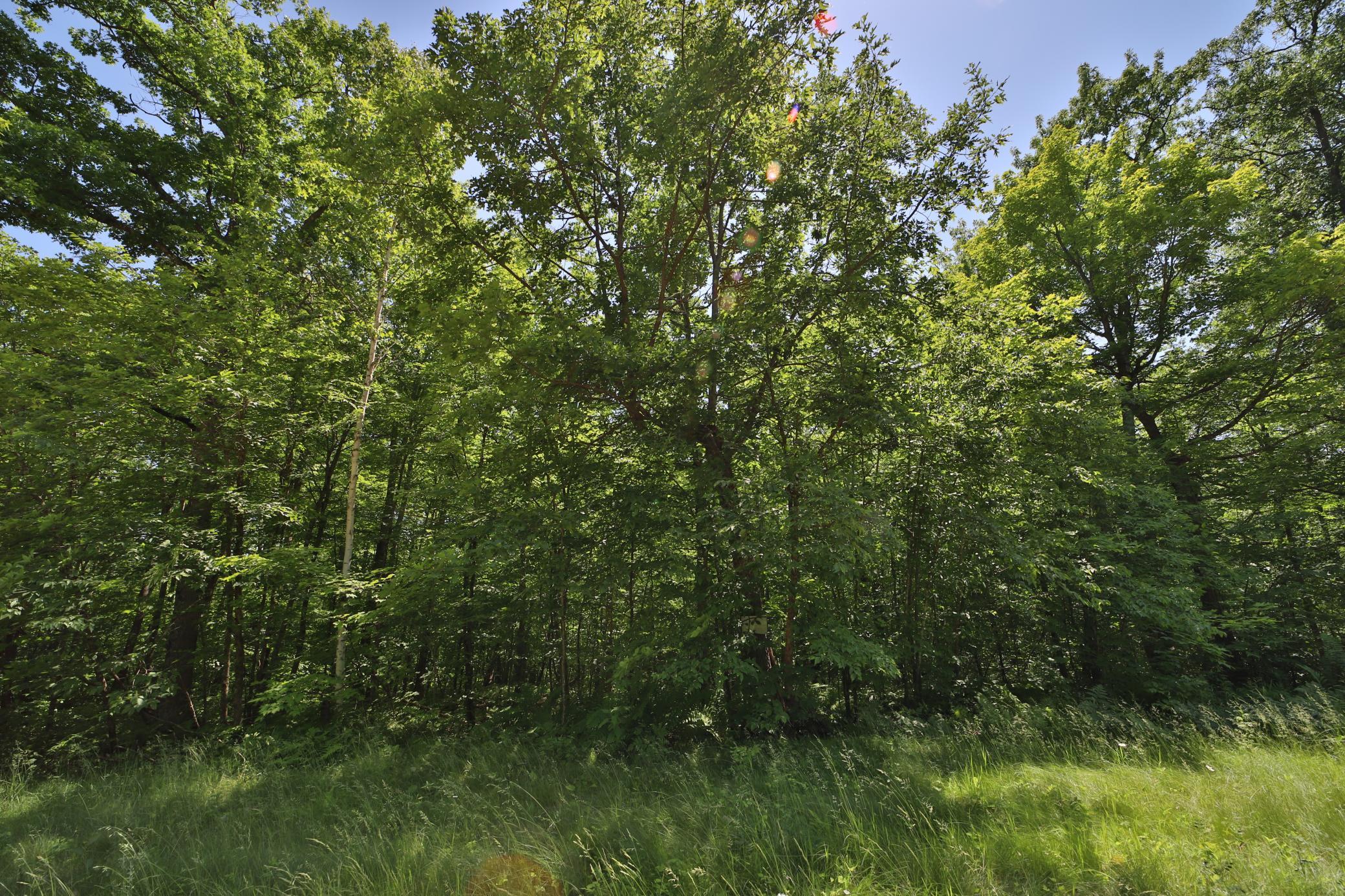 Tract D Olander Road, Crosby MN 56441 - Photo 3 of 5