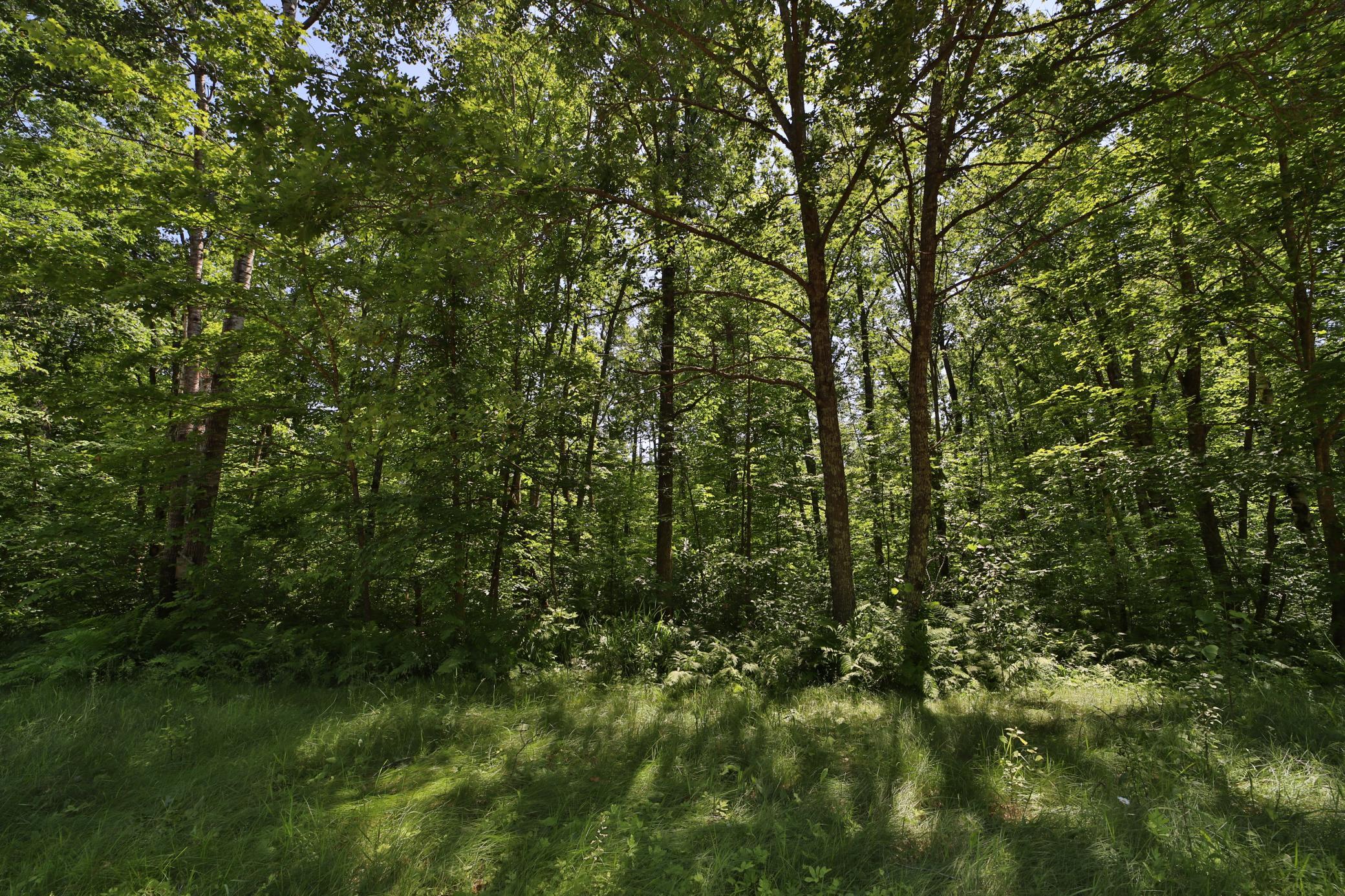 land for sale at Tract D Olander Road in Crosby, MN (photo 8 of 11)