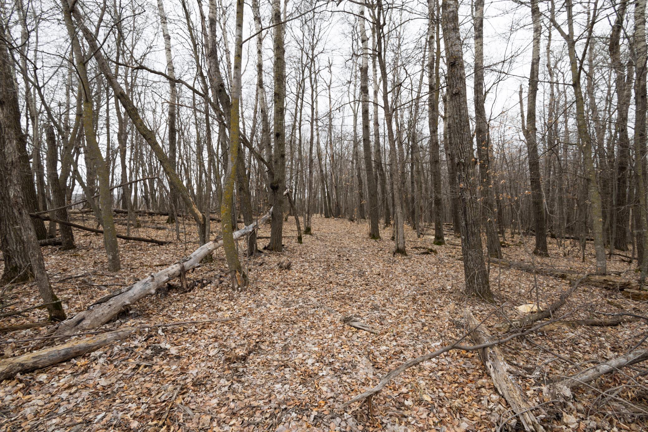 Lot 3 Saylers Beach Road, Lake Park MN 56554 - Photo 3 of 10