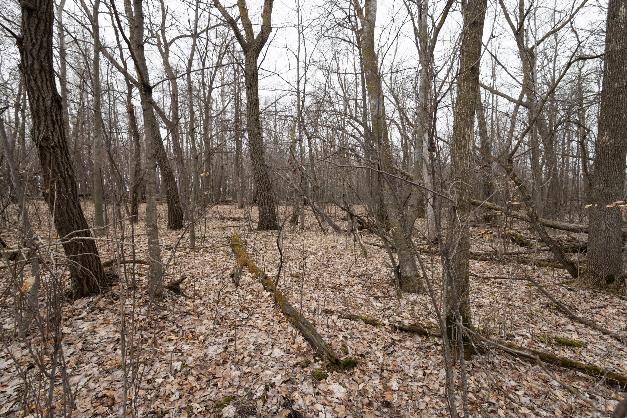 Lot 3 Saylers Beach Road, Lake Park MN 56554 - Photo 6 of 10
