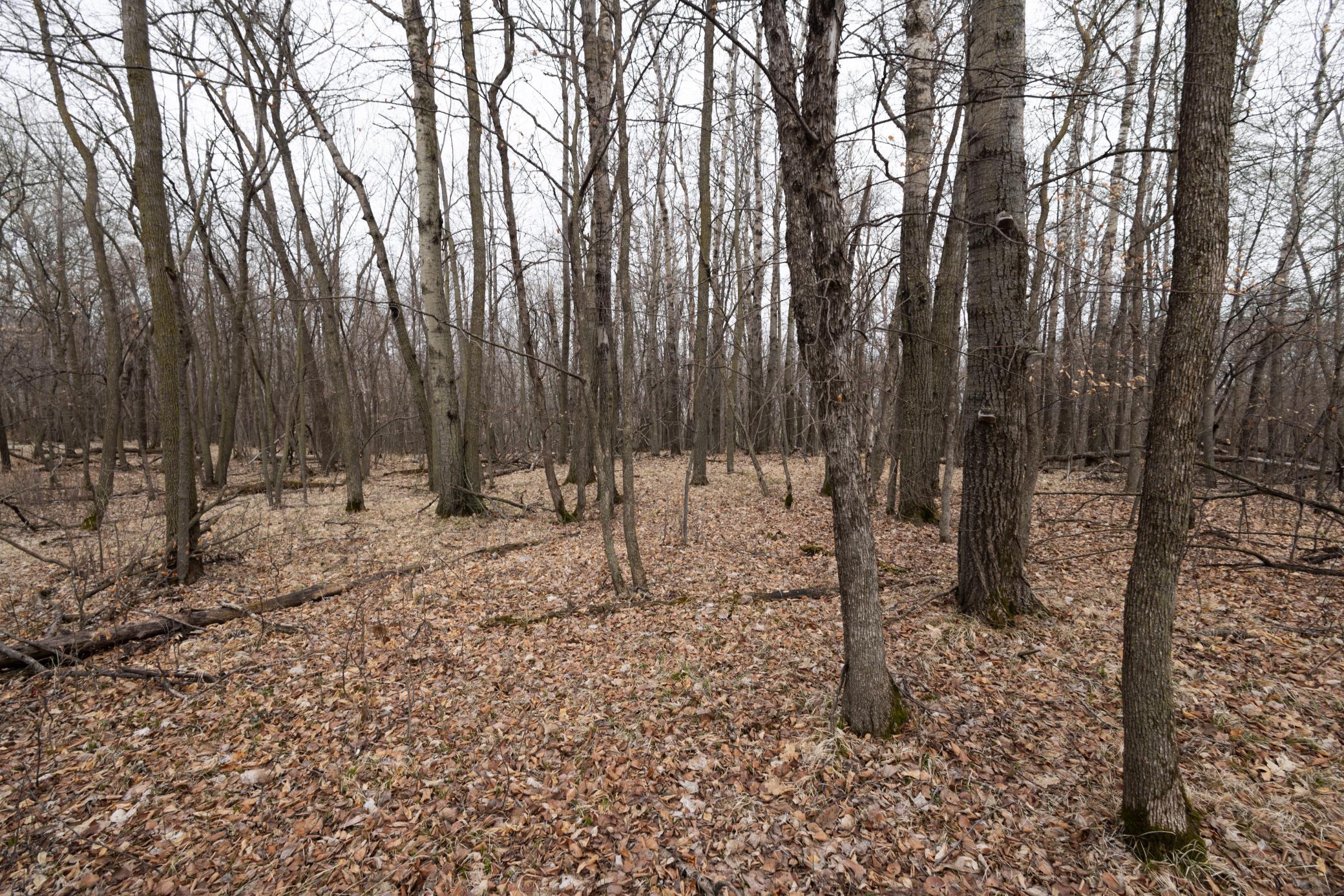 Lot 6 Saylers Beach Road, Lake Park MN 56554 - Photo 4 of 7