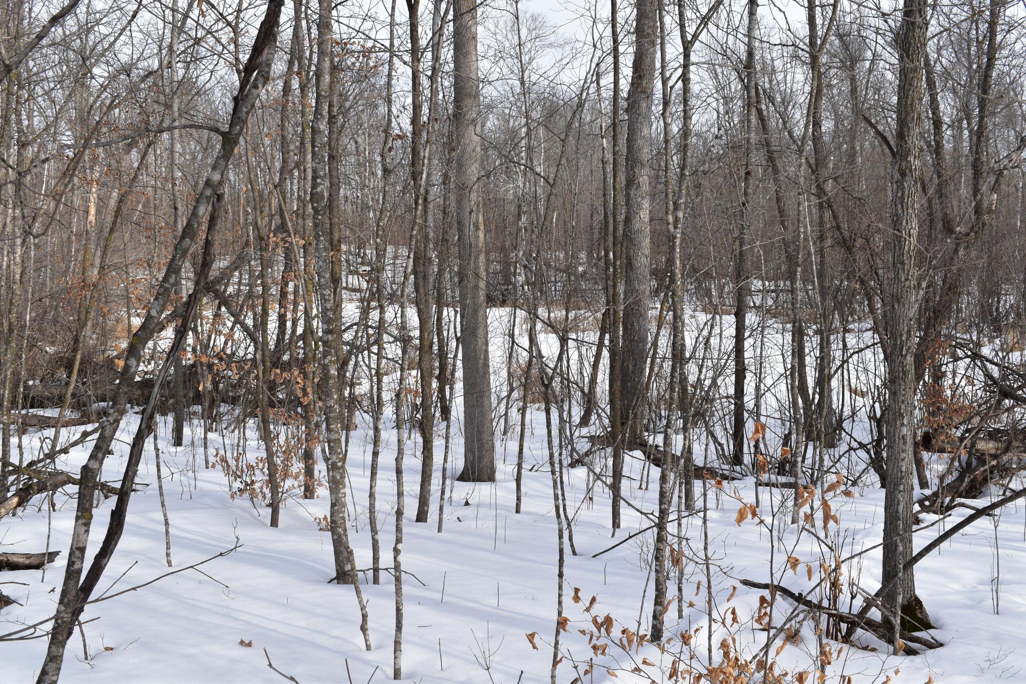 TBD County Highway 26, Rochert MN 56578 - Photo 8 of 15