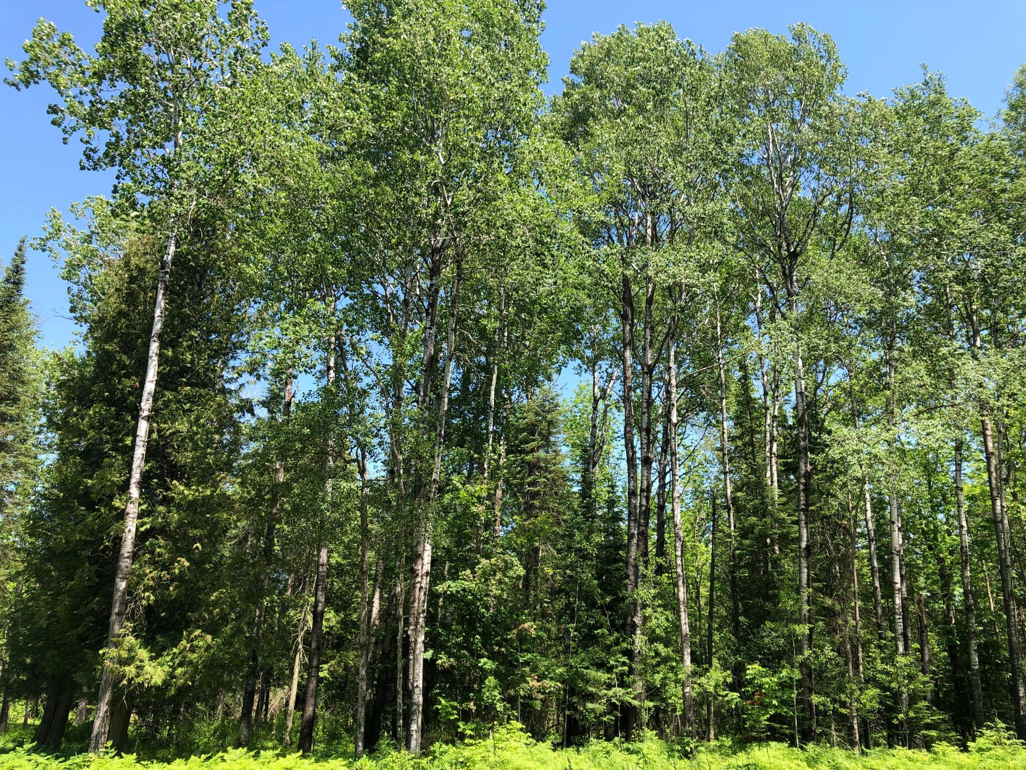 TBD Rush Island Lake Road, Deer River MN 56636 - Photo 11 of 22