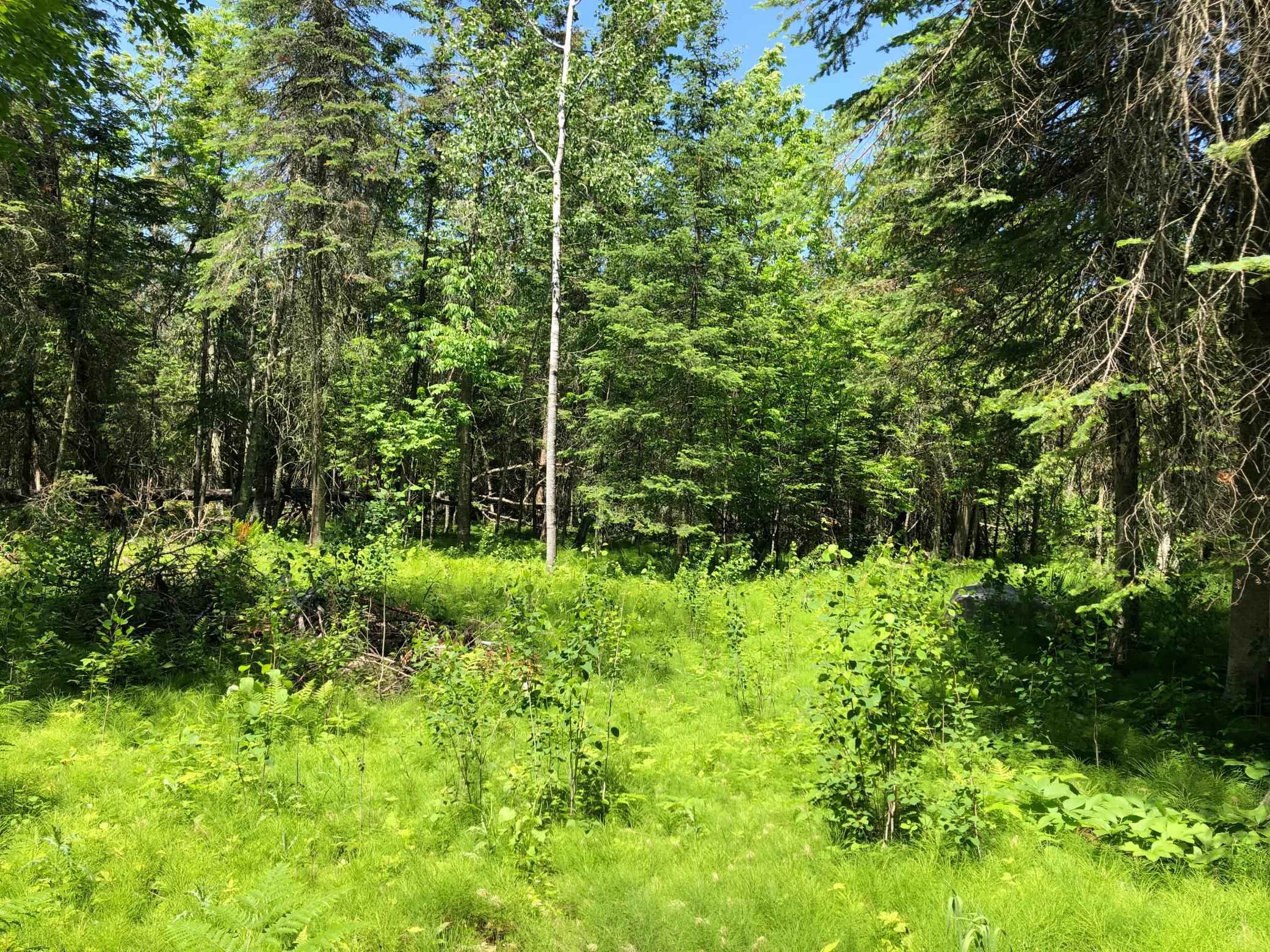 TBD Rush Island Lake Road, Deer River MN 56636 - Photo 13 of 22