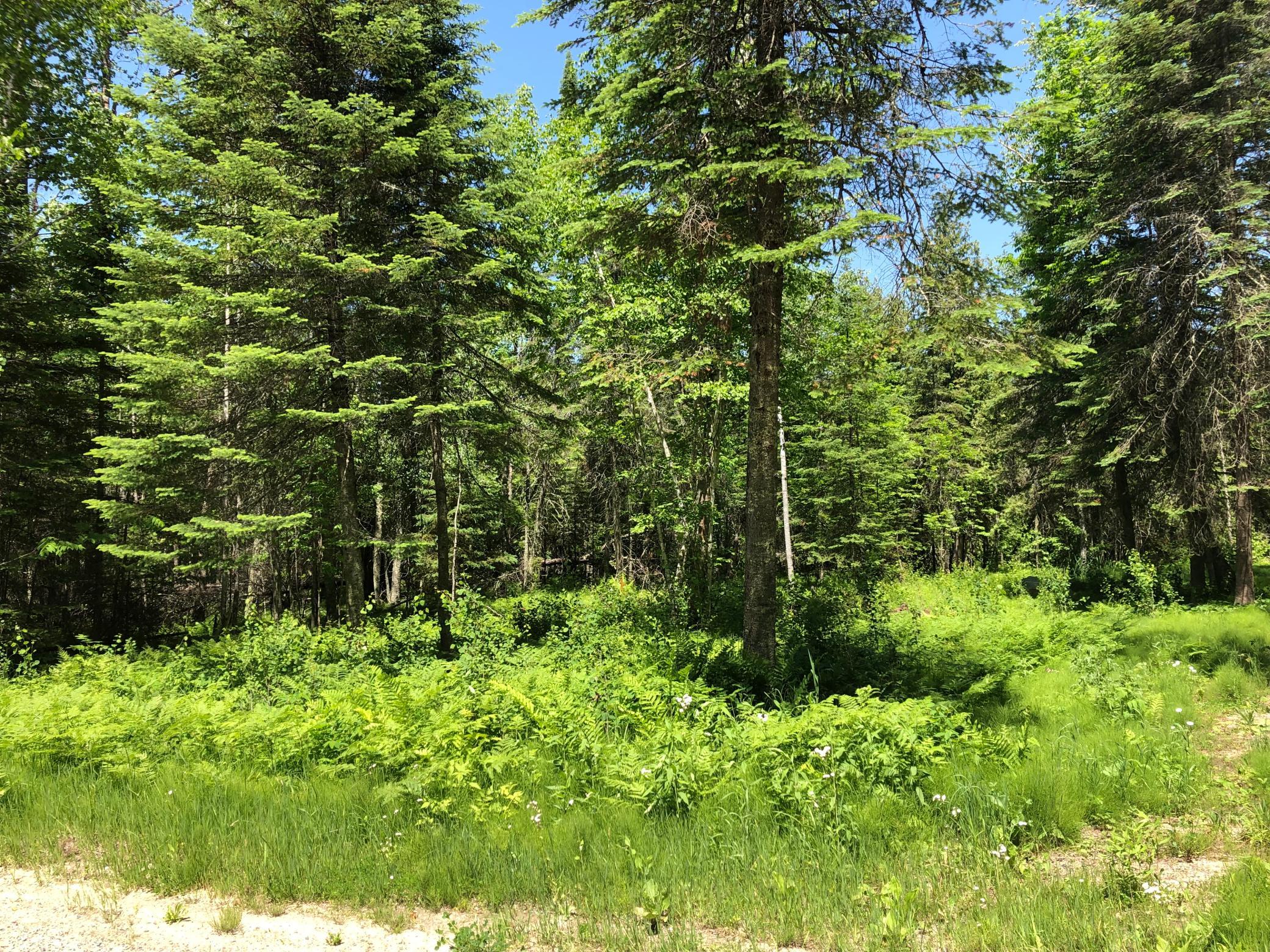 TBD Rush Island Lake Road, Deer River MN 56636 - Photo 7 of 22