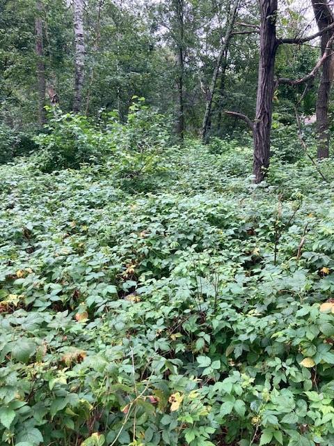 Lot 39 & 40 Owl Circle, Breezy Point MN 56472 - Photo 4 of 5