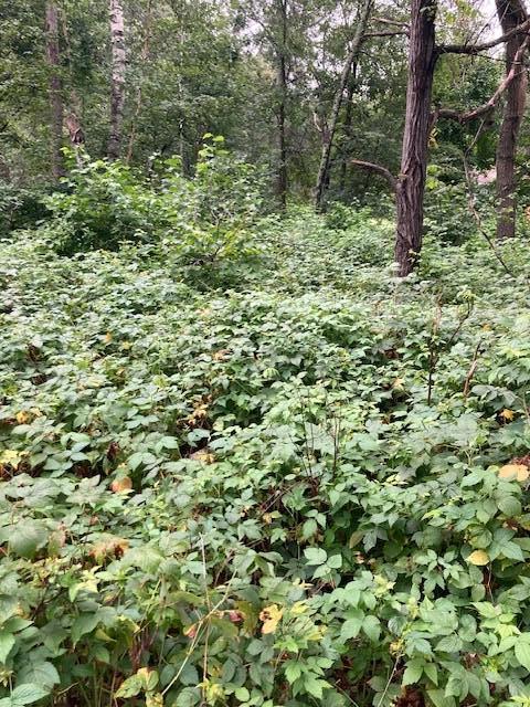 Lot 39 & 40 Owl Circle, Breezy Point MN 56472 - Photo 5 of 5