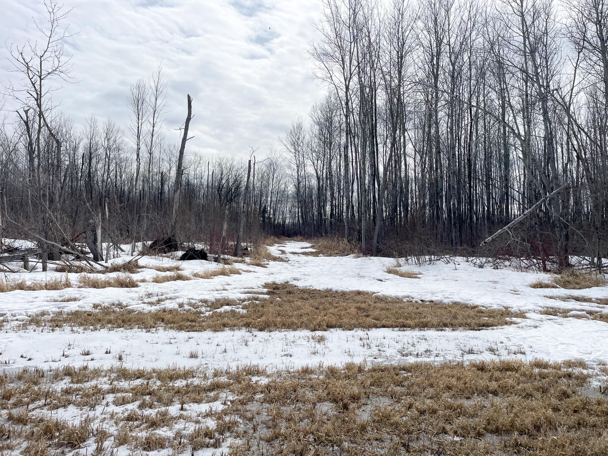 land for sale at 3228 County Road 1 SW in Baudette, MN (photo 48 of 67)