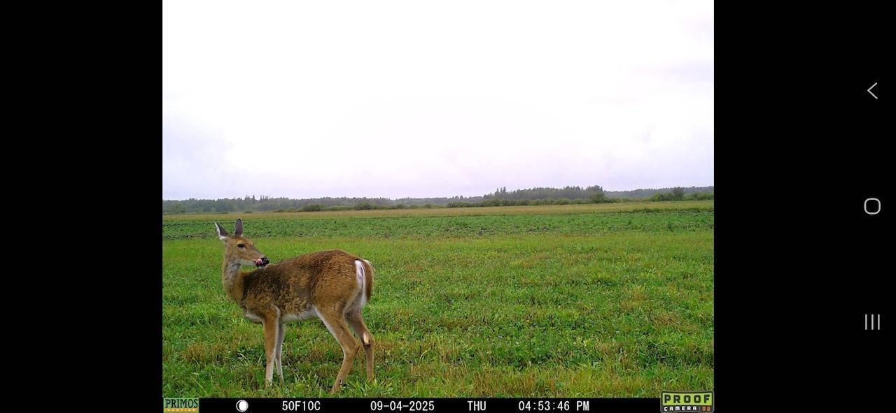 land for sale at 3228 County Road 1 SW in Baudette, MN (photo 63 of 67)