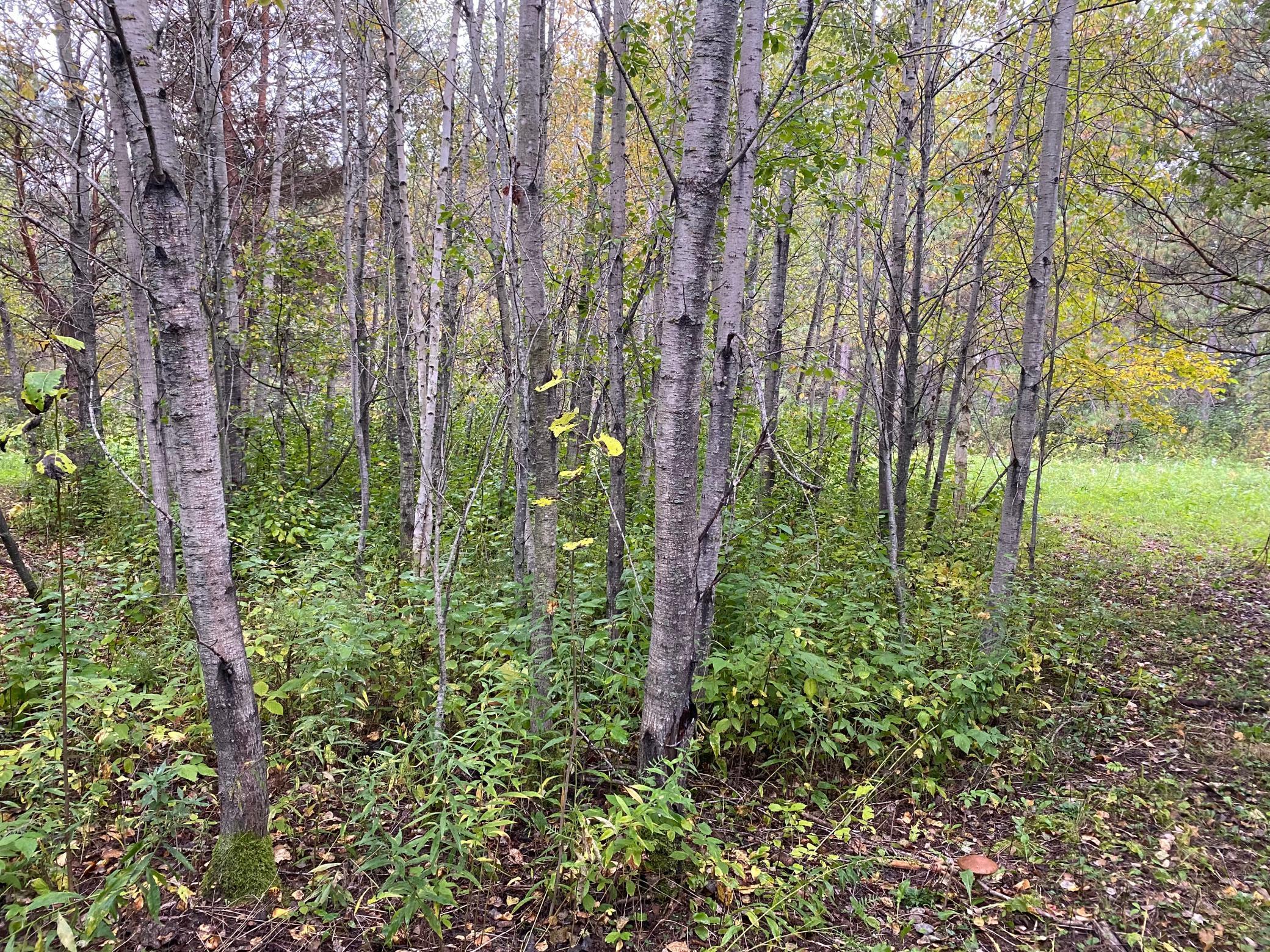 land for sale at TBD LOT 13 Owl Avenue in Aitkin, MN (photo 4 of 5)