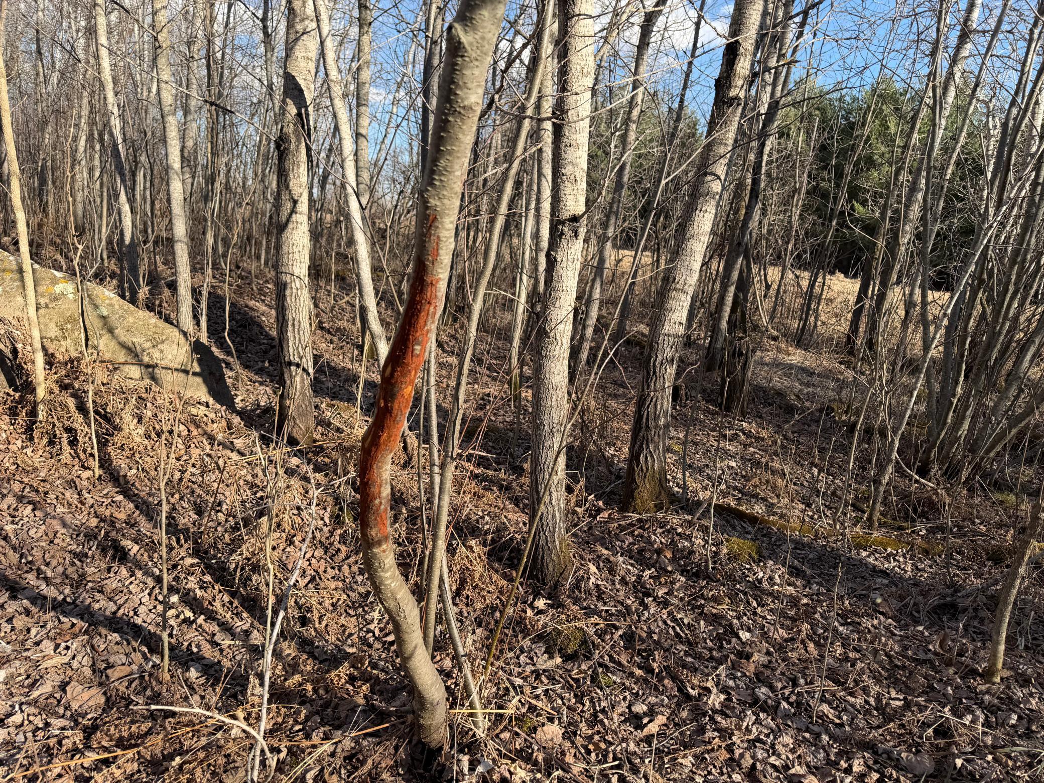 TBD 320th Street, Browerville MN 56438 - Photo 21 of 32