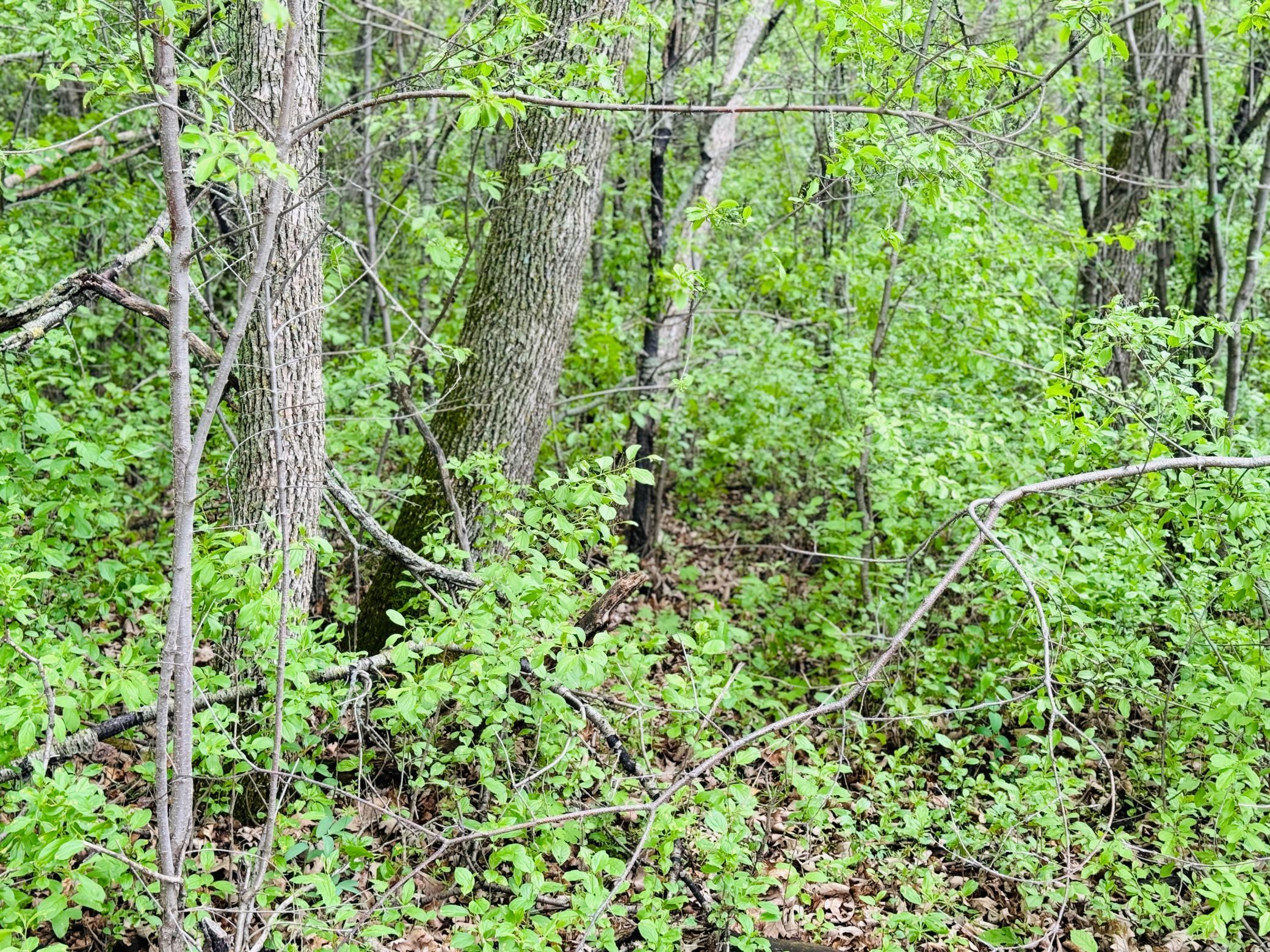 land for sale at Lot 3 Canterbury Sands Trail in Battle Lake, MN (photo 2 of 7)