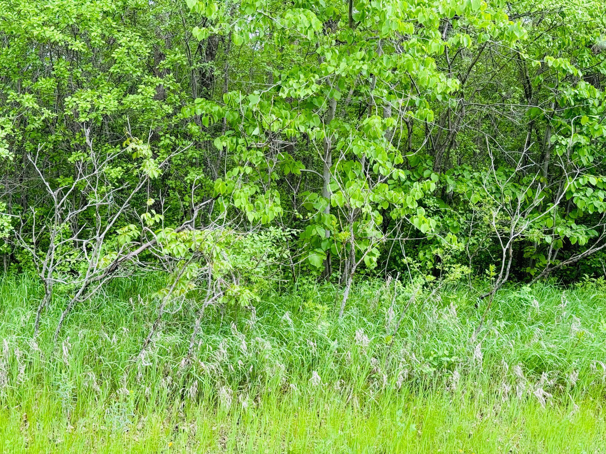land for sale at Lot 3 Canterbury Sands Trail in Battle Lake, MN (photo 5 of 7)