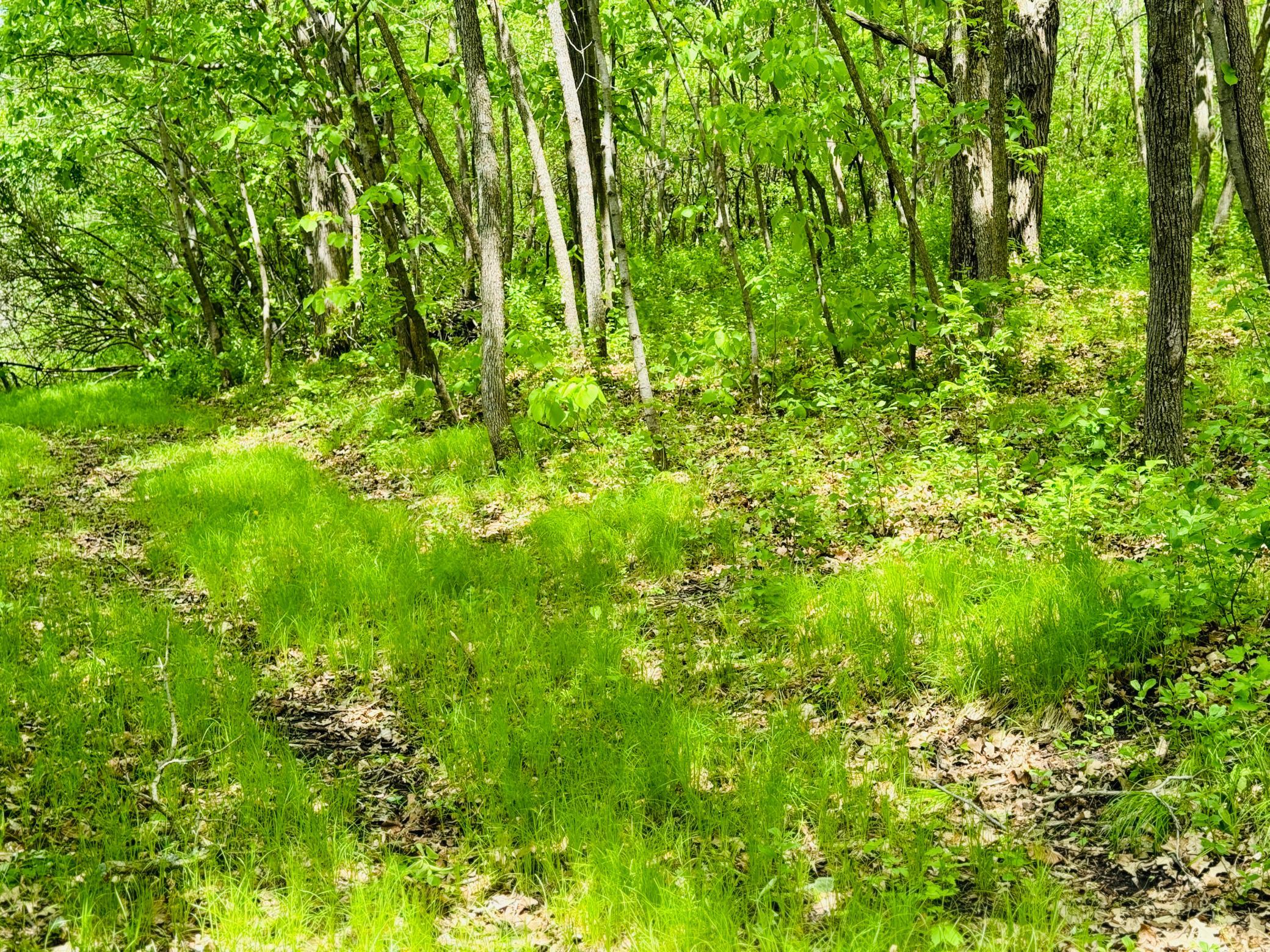 land for sale at Lot 4 Canterbury Sands Trail in Battle Lake, MN (photo 2 of 8)