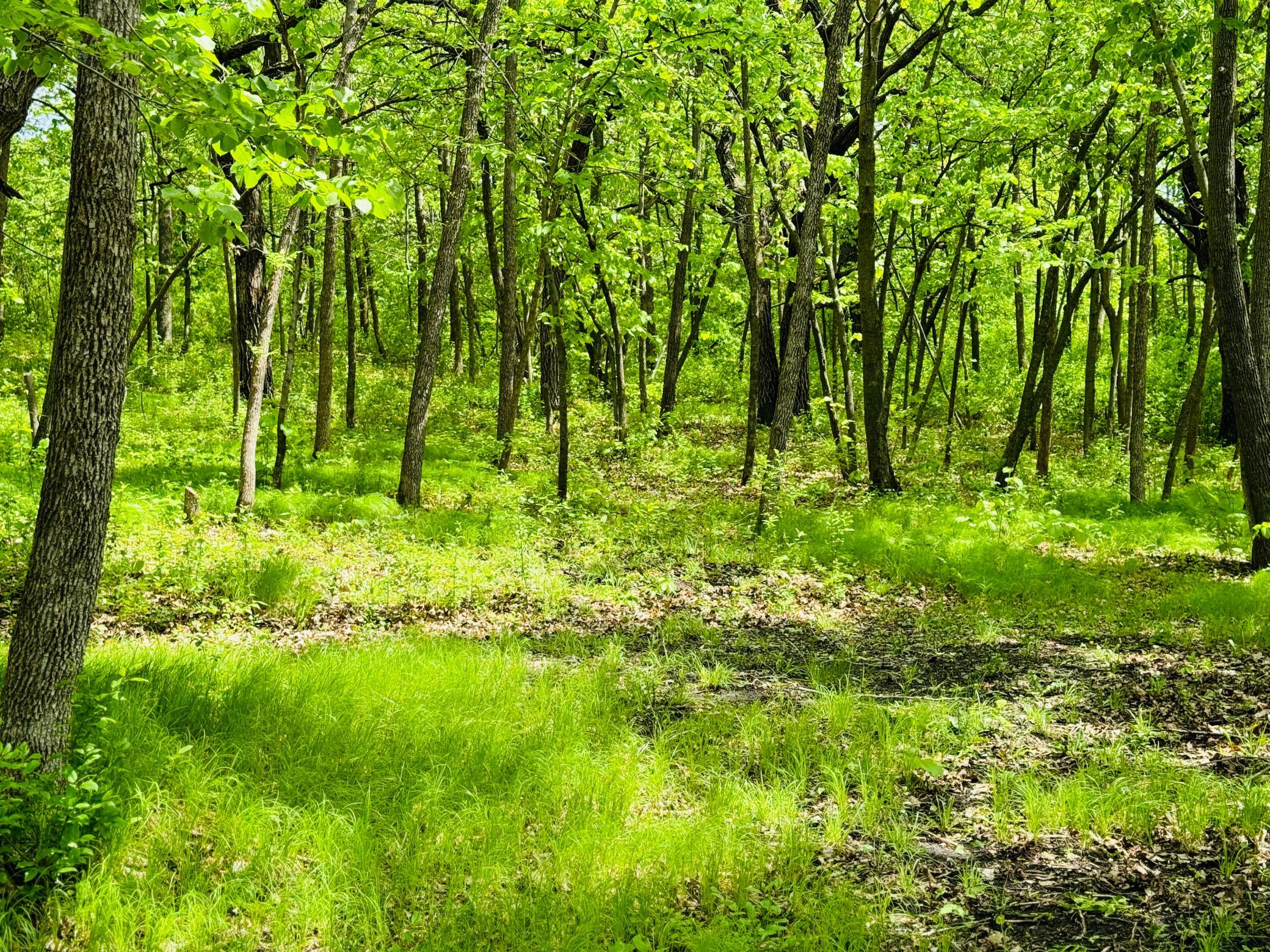land for sale at Lot 4 Canterbury Sands Trail in Battle Lake, MN (photo 4 of 8)