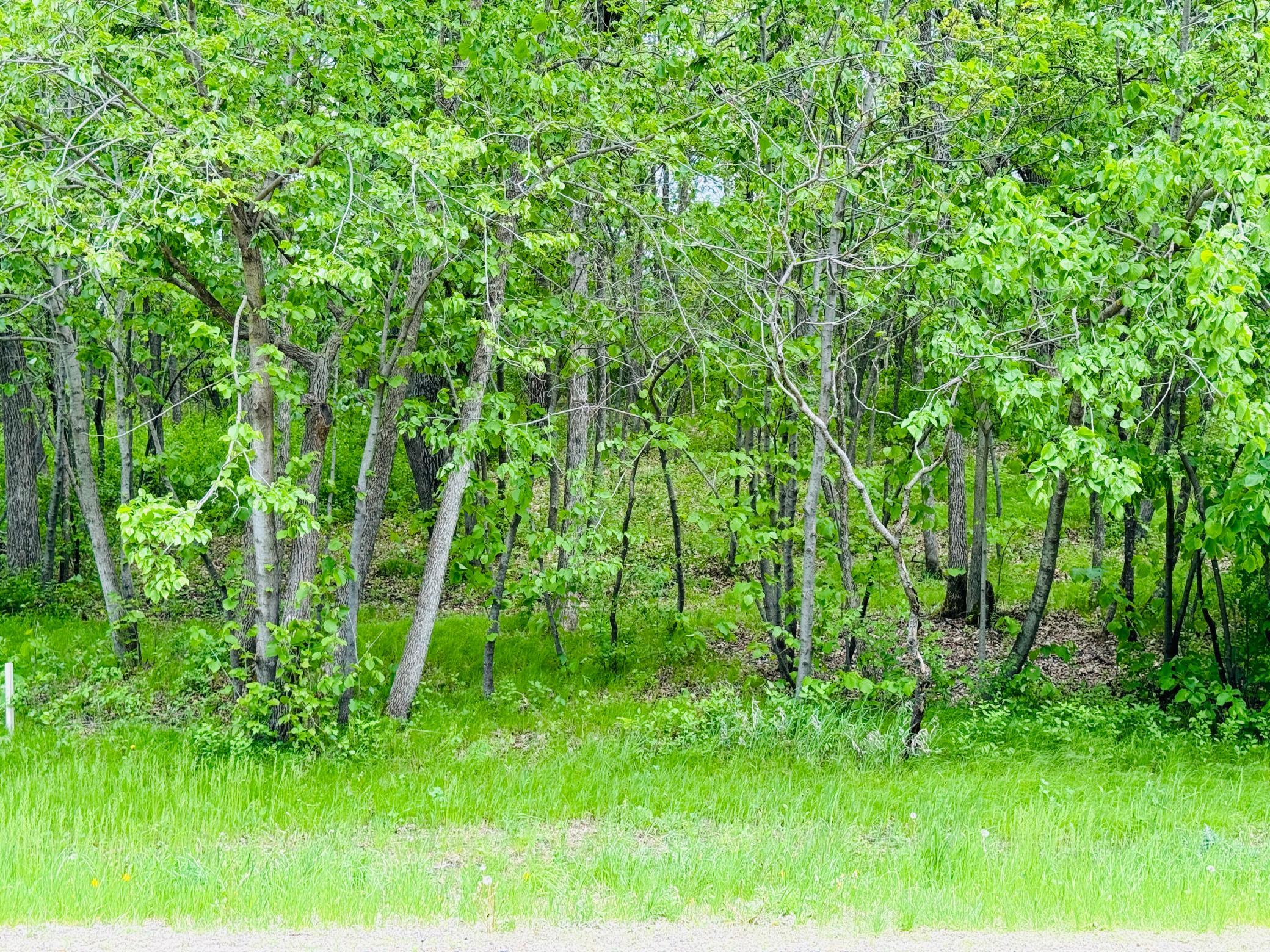 land for sale at Lot 4 Canterbury Sands Trail in Battle Lake, MN (photo 6 of 8)