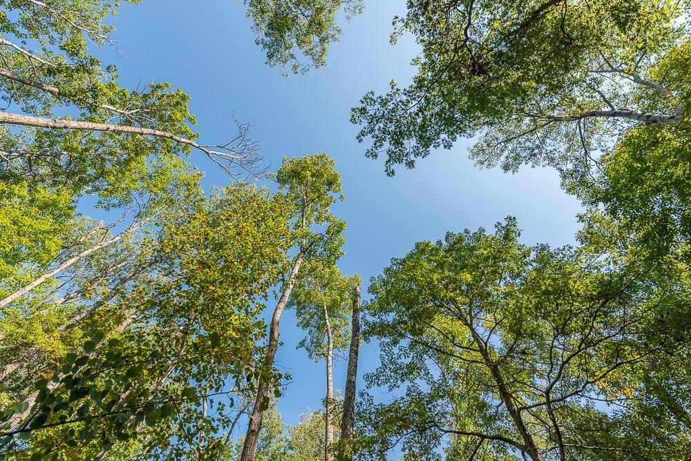 land for sale at Tract B TBD Little Pine Road in Brainerd, MN (photo 14 of 22)