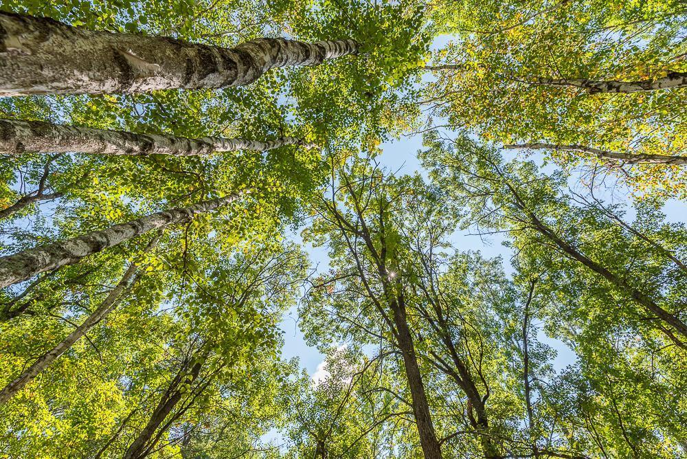 land for sale at Tract C TBD Little Pine Road in Brainerd, MN (photo 9 of 27)