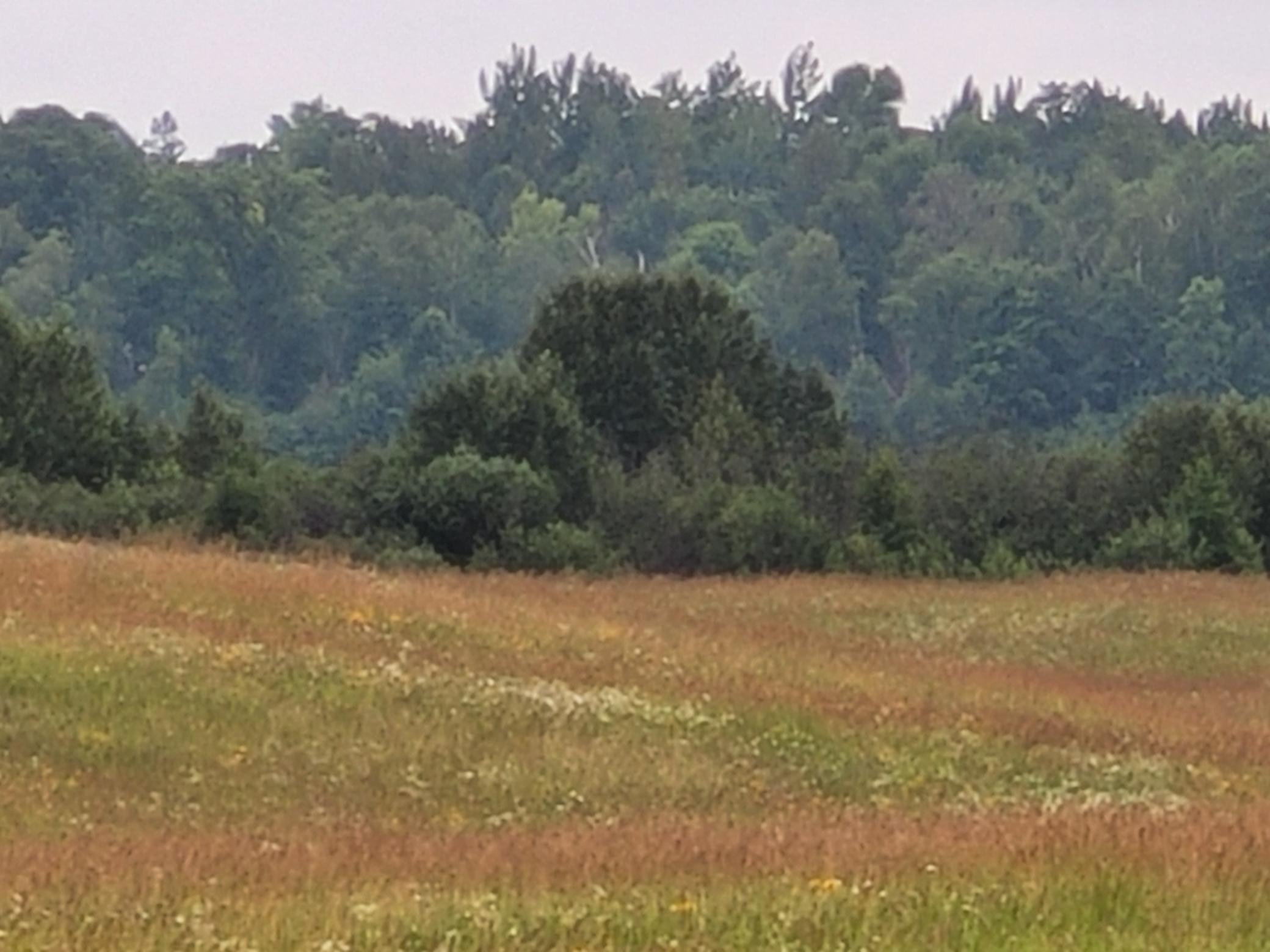 land for sale at TBD Bakkum Road NE in Bemidji, MN (photo 6 of 9)
