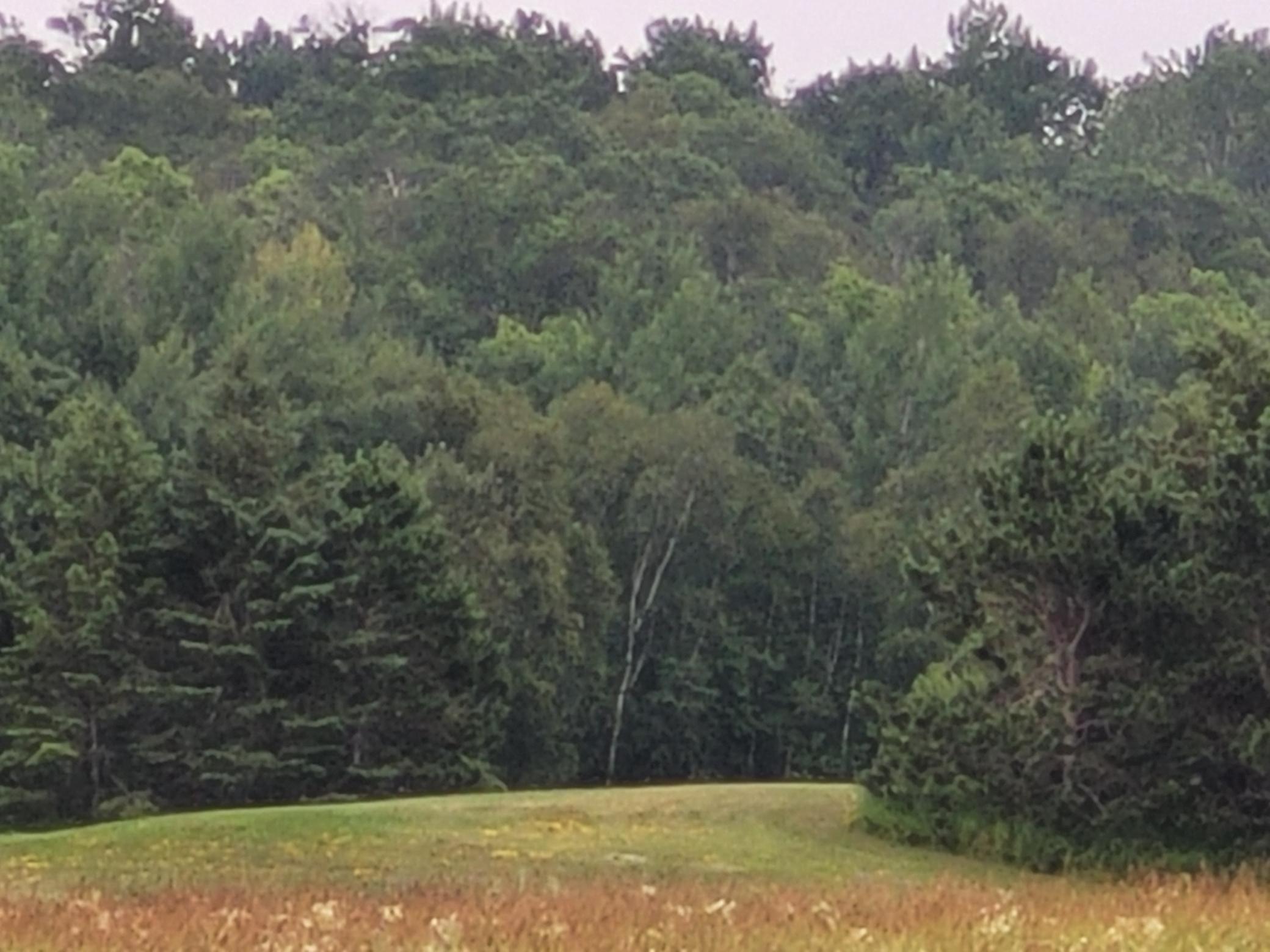 land for sale at TBD Bakkum Road NE in Bemidji, MN (photo 7 of 9)