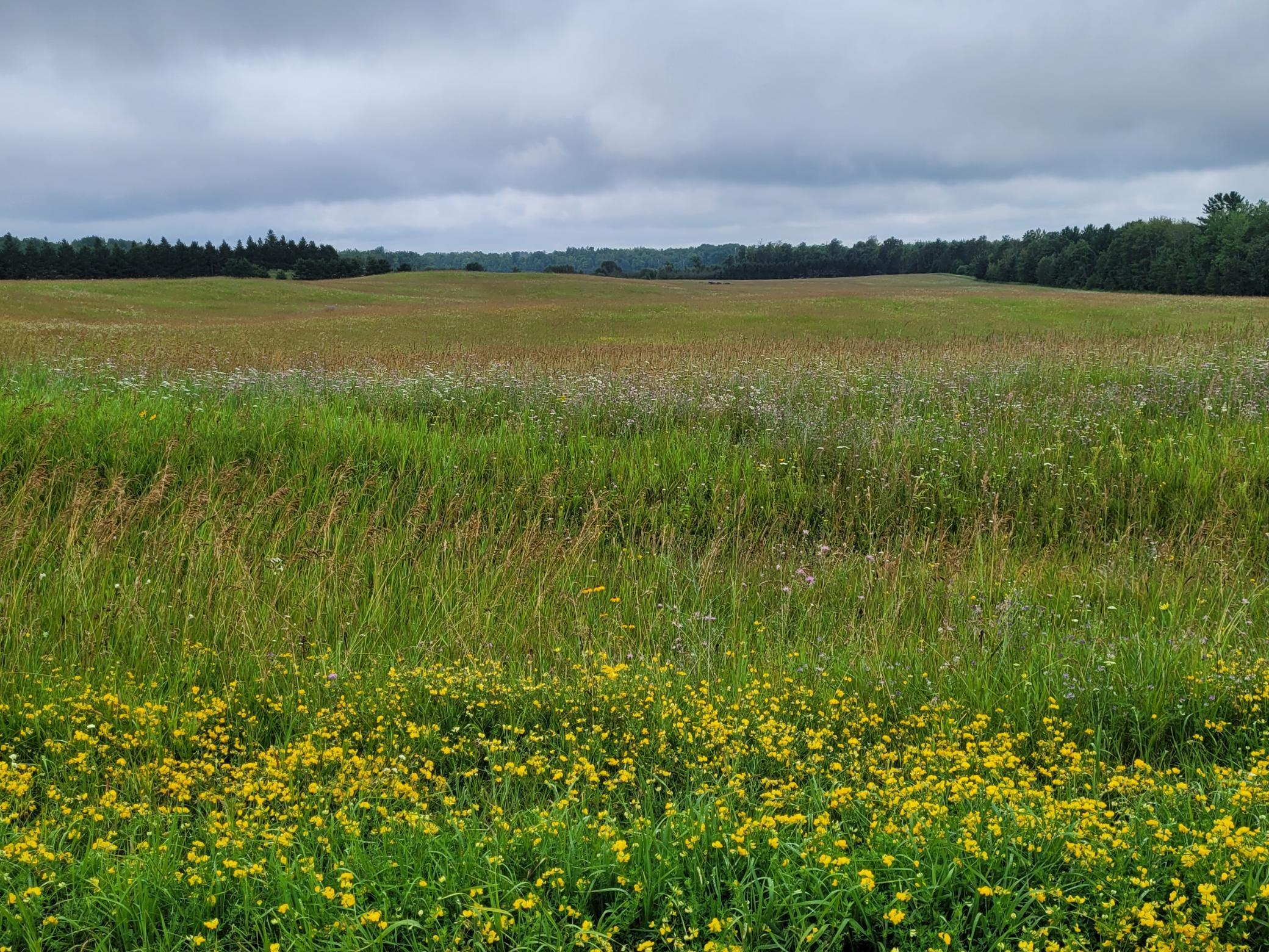 land for sale at TBD Bakkum Road NE in Bemidji, MN (photo 8 of 9)