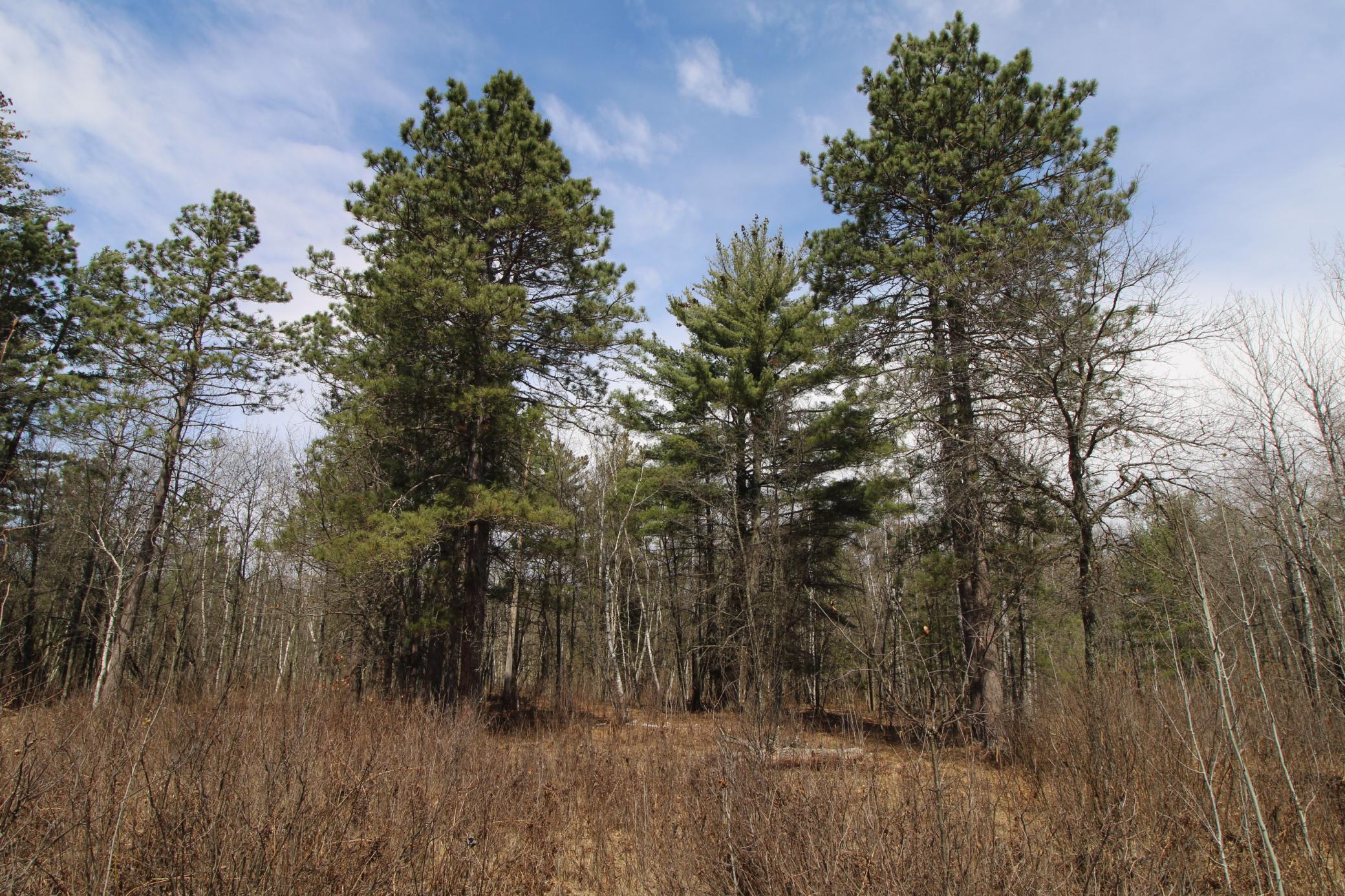 land for sale at 37441 Darsnek Road in Emily, MN (photo 4 of 10)