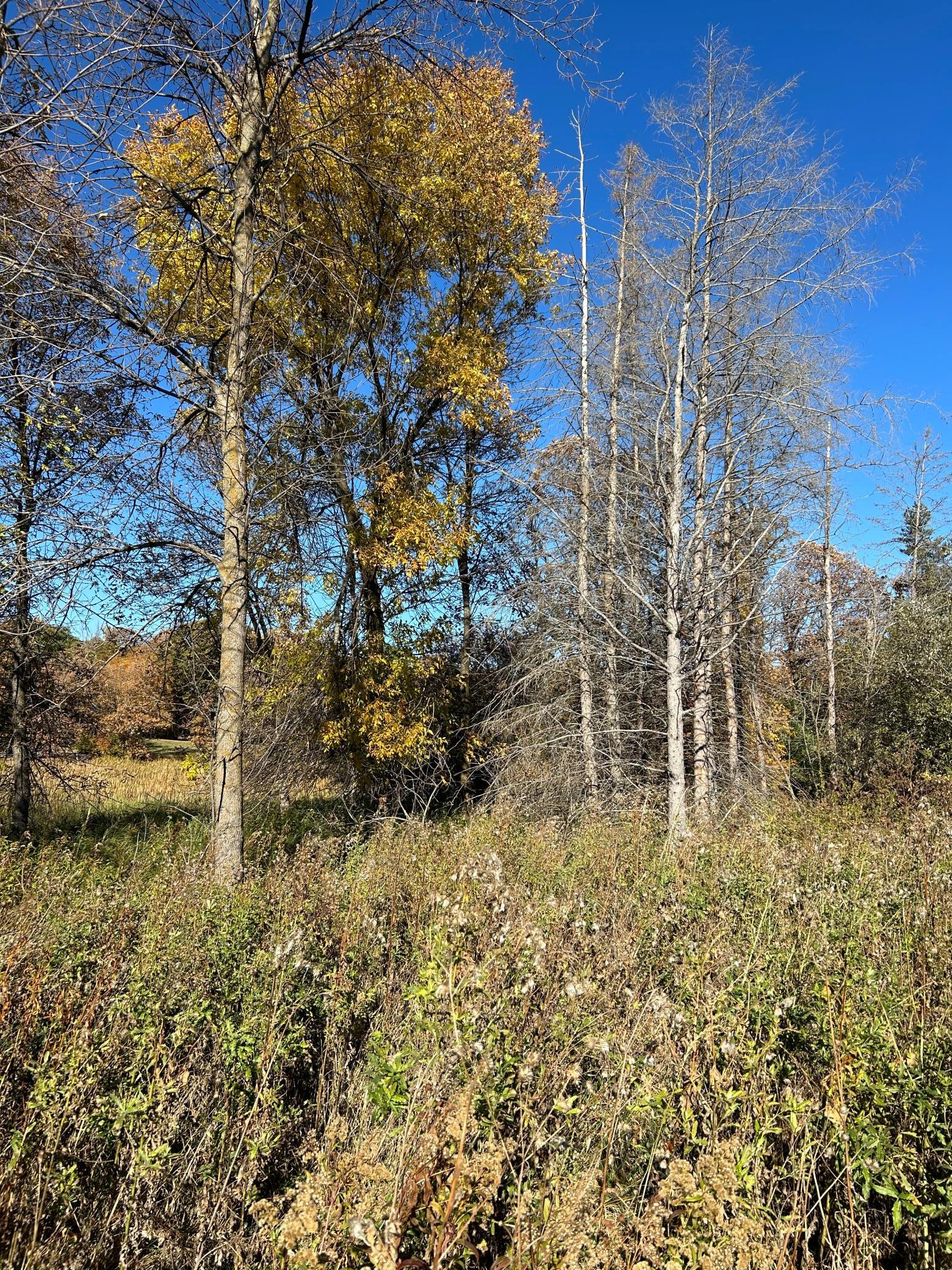 land for sale at XXX Riverbend Drive in Warroad, MN (photo 11 of 19)