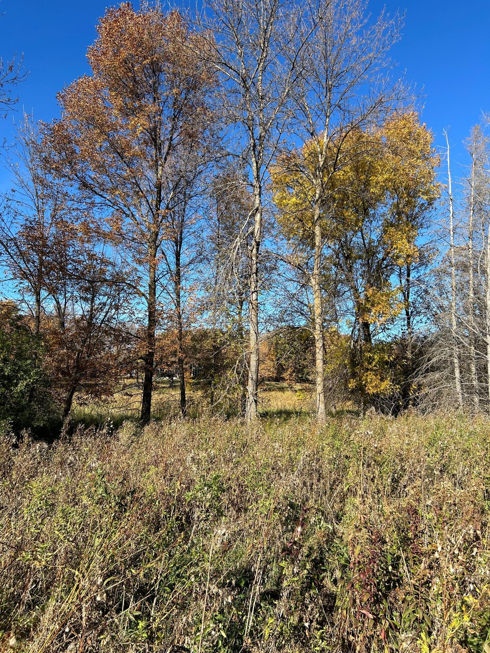 land for sale at XXX Riverbend Drive in Warroad, MN (photo 10 of 19)