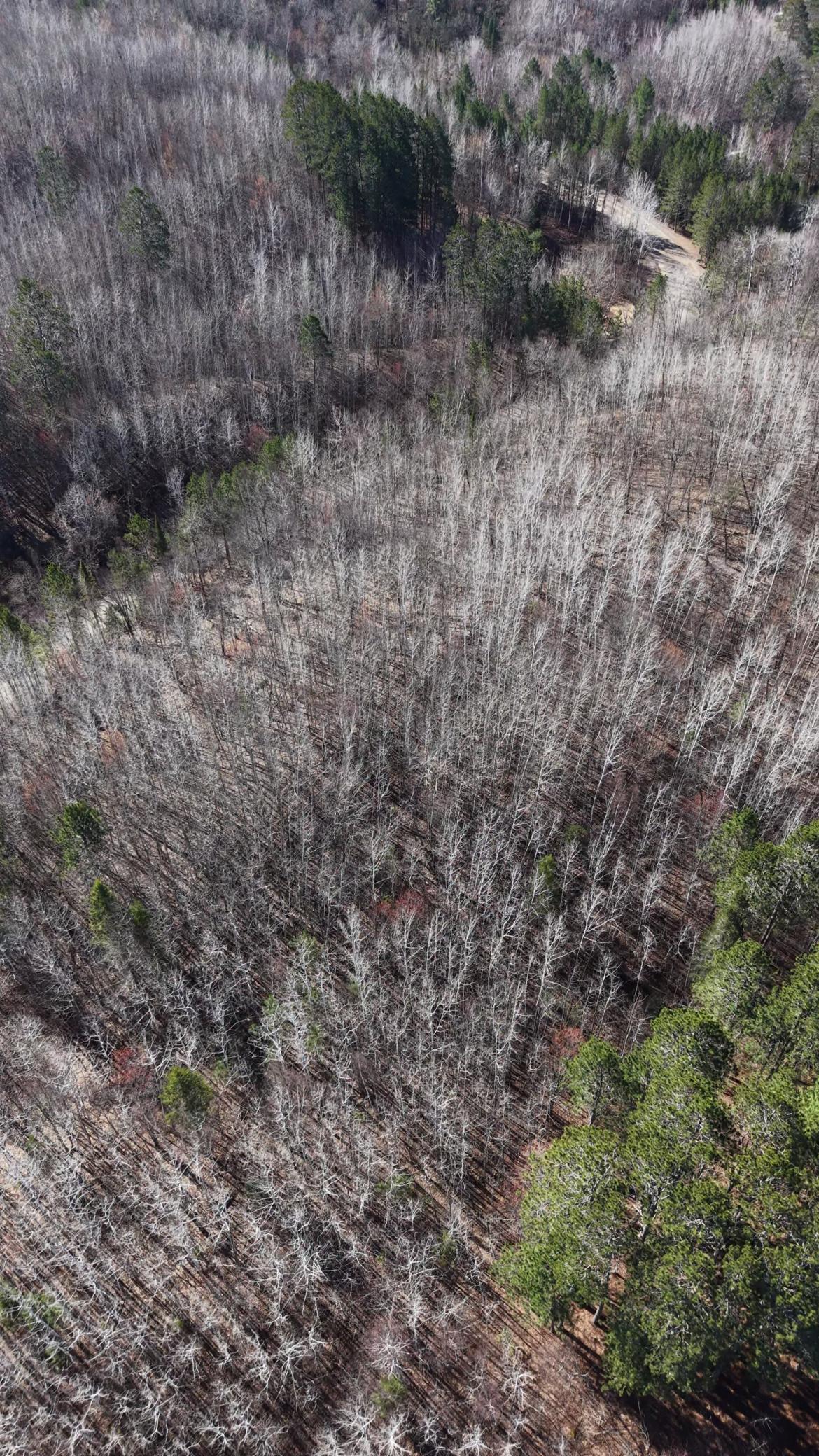 1985 land for sale at TBD "Lot C" County Road 533 in Effie, MN (photo 6 of 6)