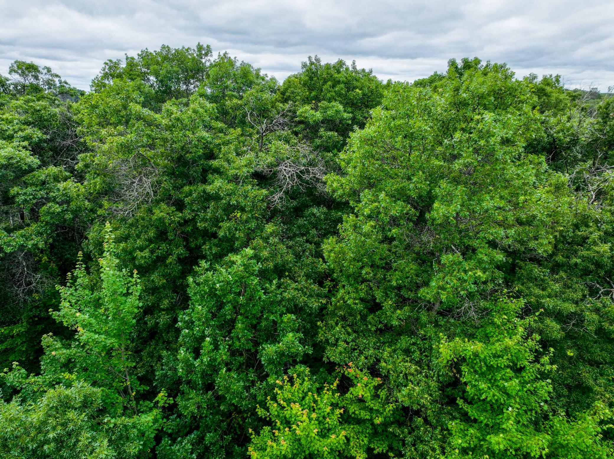 land for sale at L8B2 Sanctuary Lane in Brainerd, MN (photo 10 of 14)