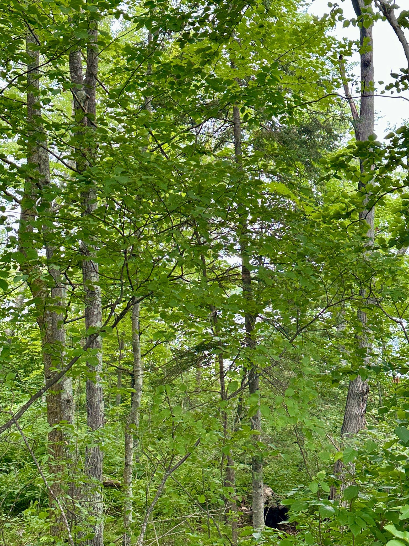 land for sale at Lot 11 Opah's Drive in Aitkin, MN (photo 12 of 23)