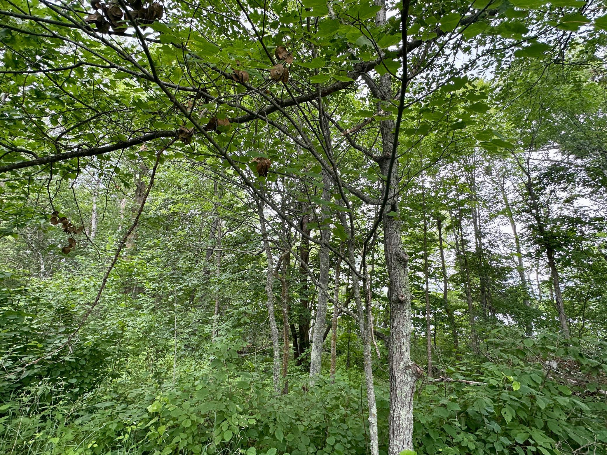 land for sale at Lot 11 Opah's Drive in Aitkin, MN (photo 13 of 23)