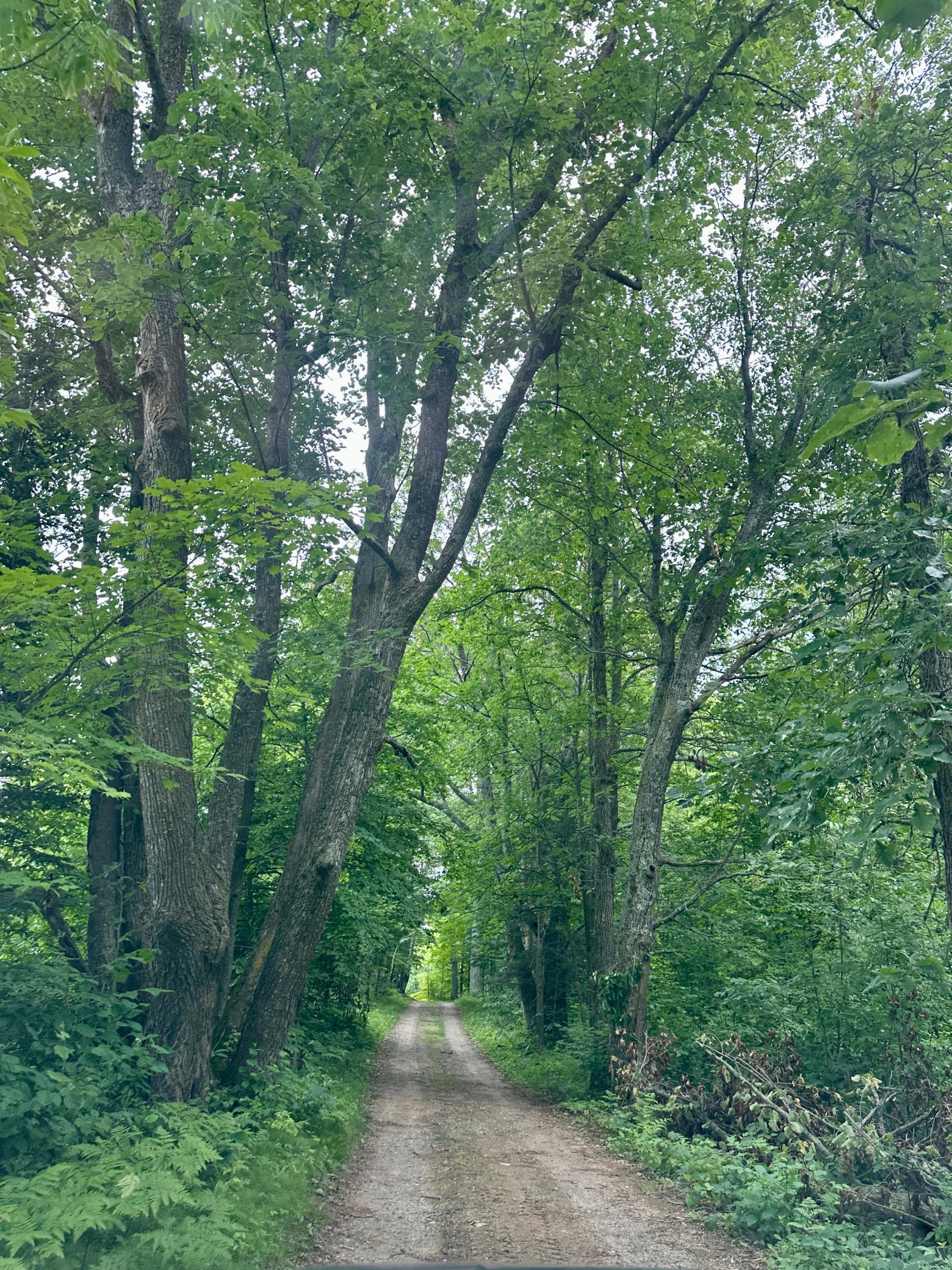 land for sale at Lot 11 Opah's Drive in Aitkin, MN (photo 16 of 23)