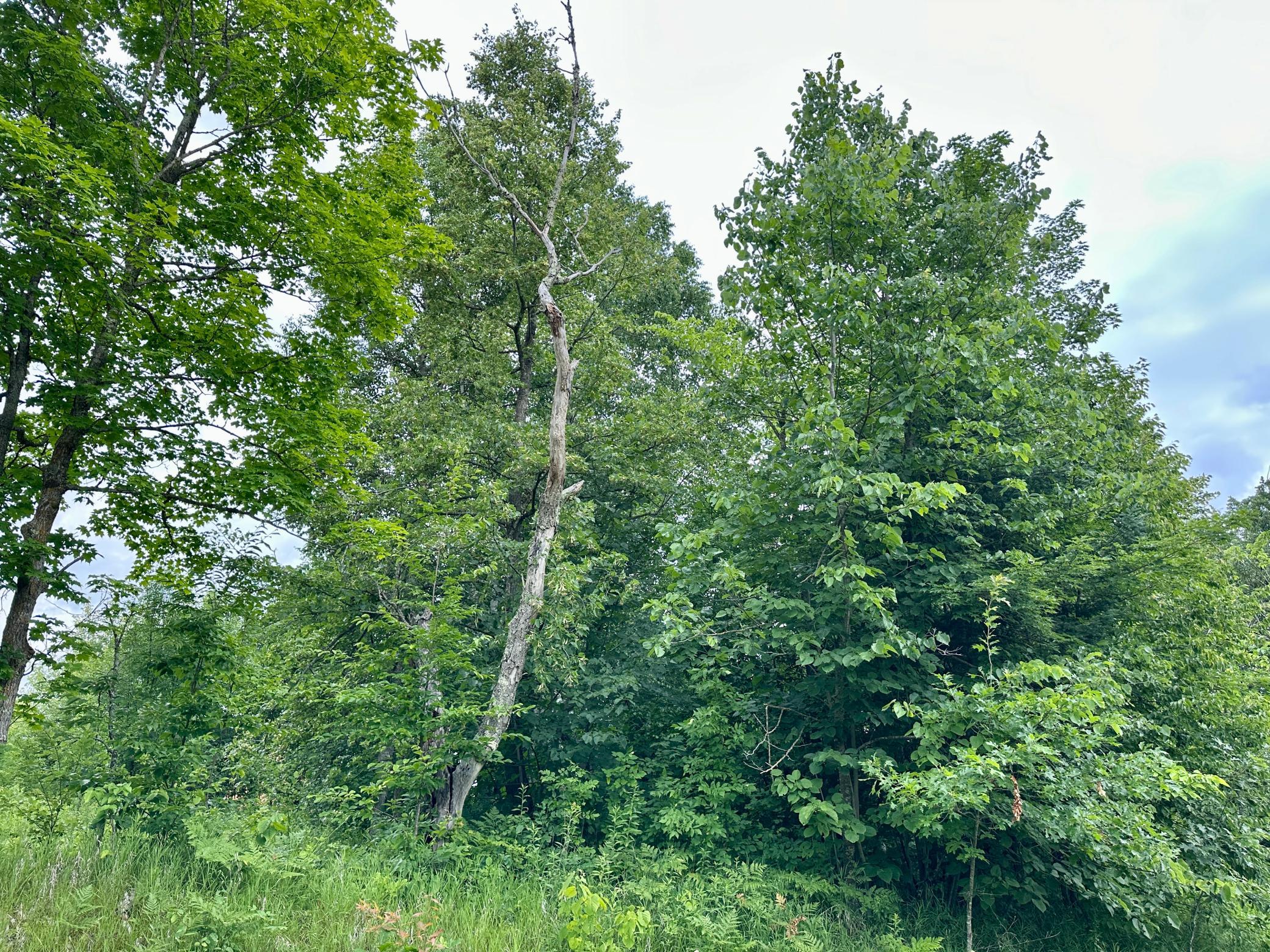 land for sale at Lot 11 Opah's Drive in Aitkin, MN (photo 9 of 23)