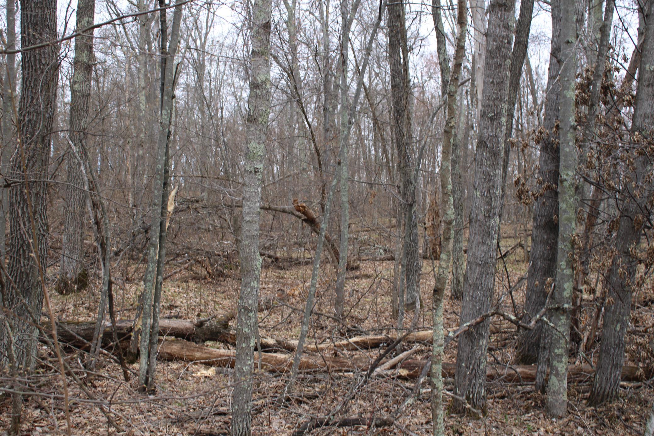 TBD St. Moritz Boulevard, Breezy Point MN 56472 - Photo 2 of 5