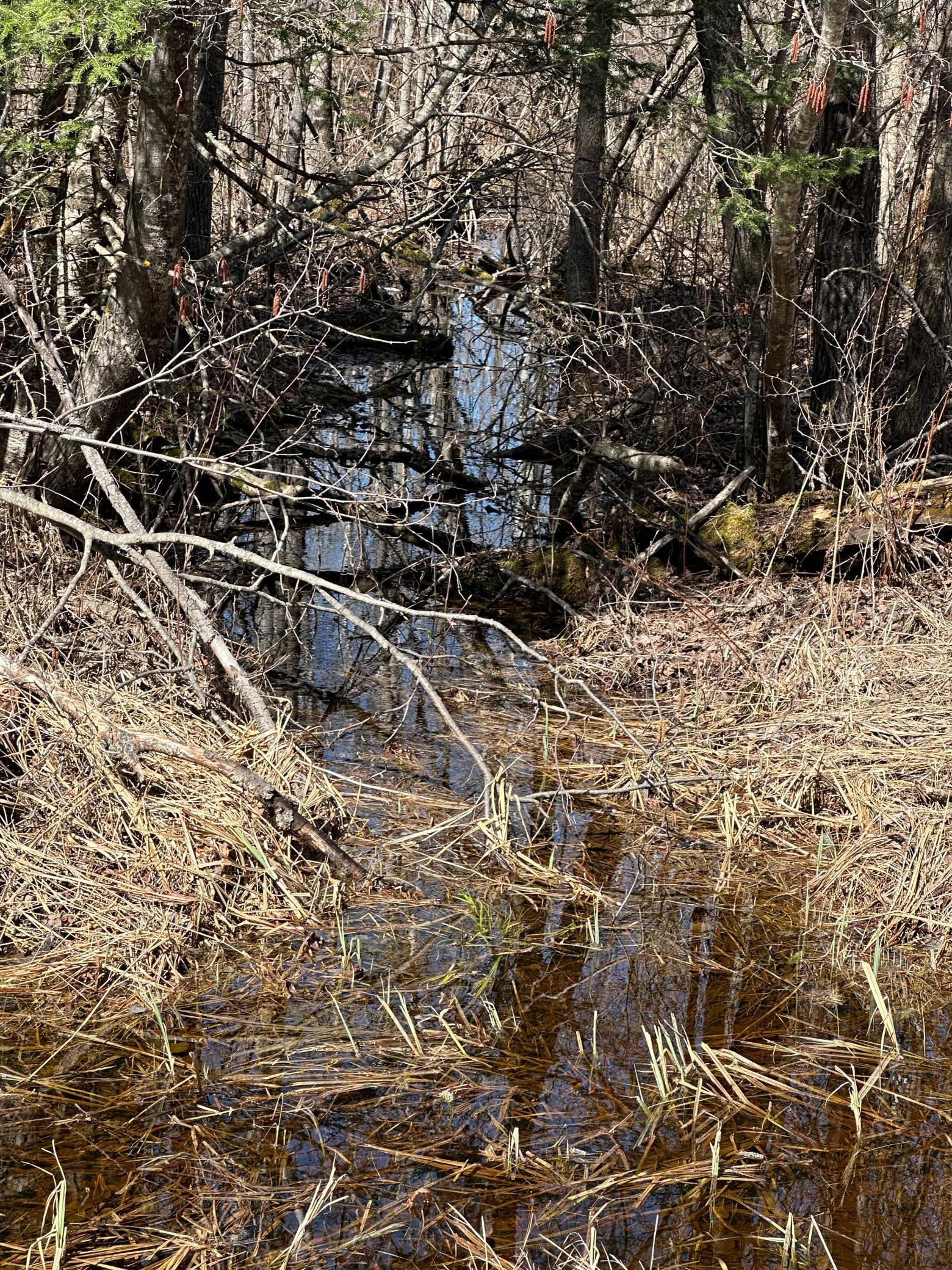 land for sale at TBD CT 307 in Blackduck, MN (photo 4 of 19)