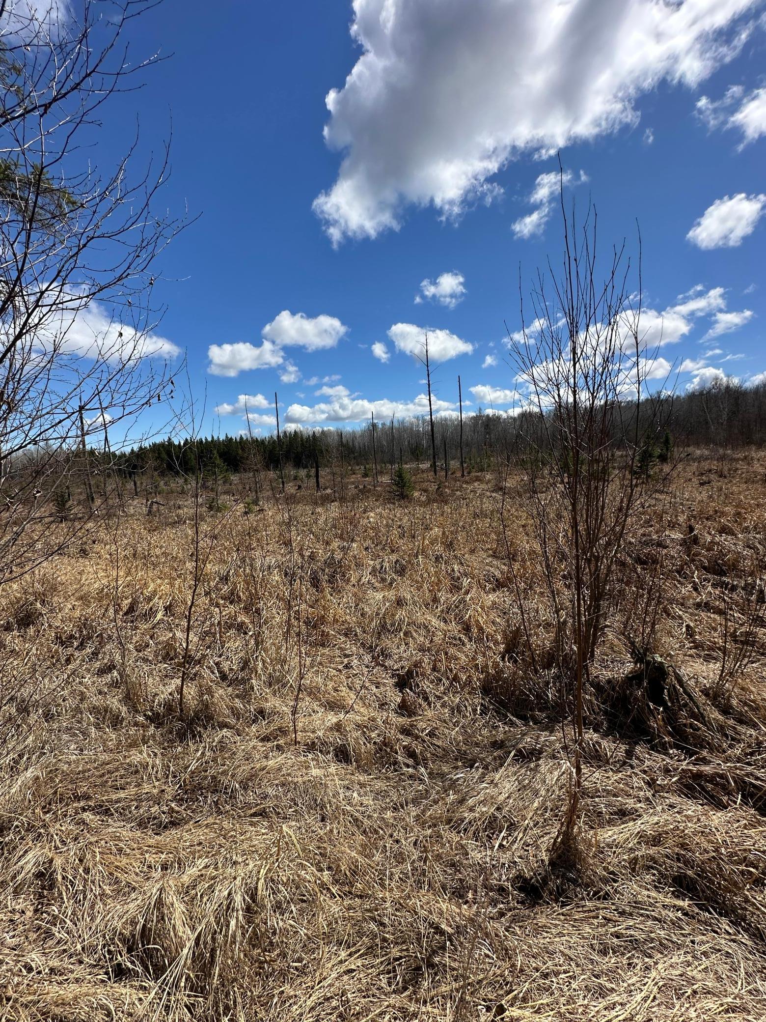 land for sale at TBD Ct Rd 307 in Blackduck, MN (photo 12 of 15)