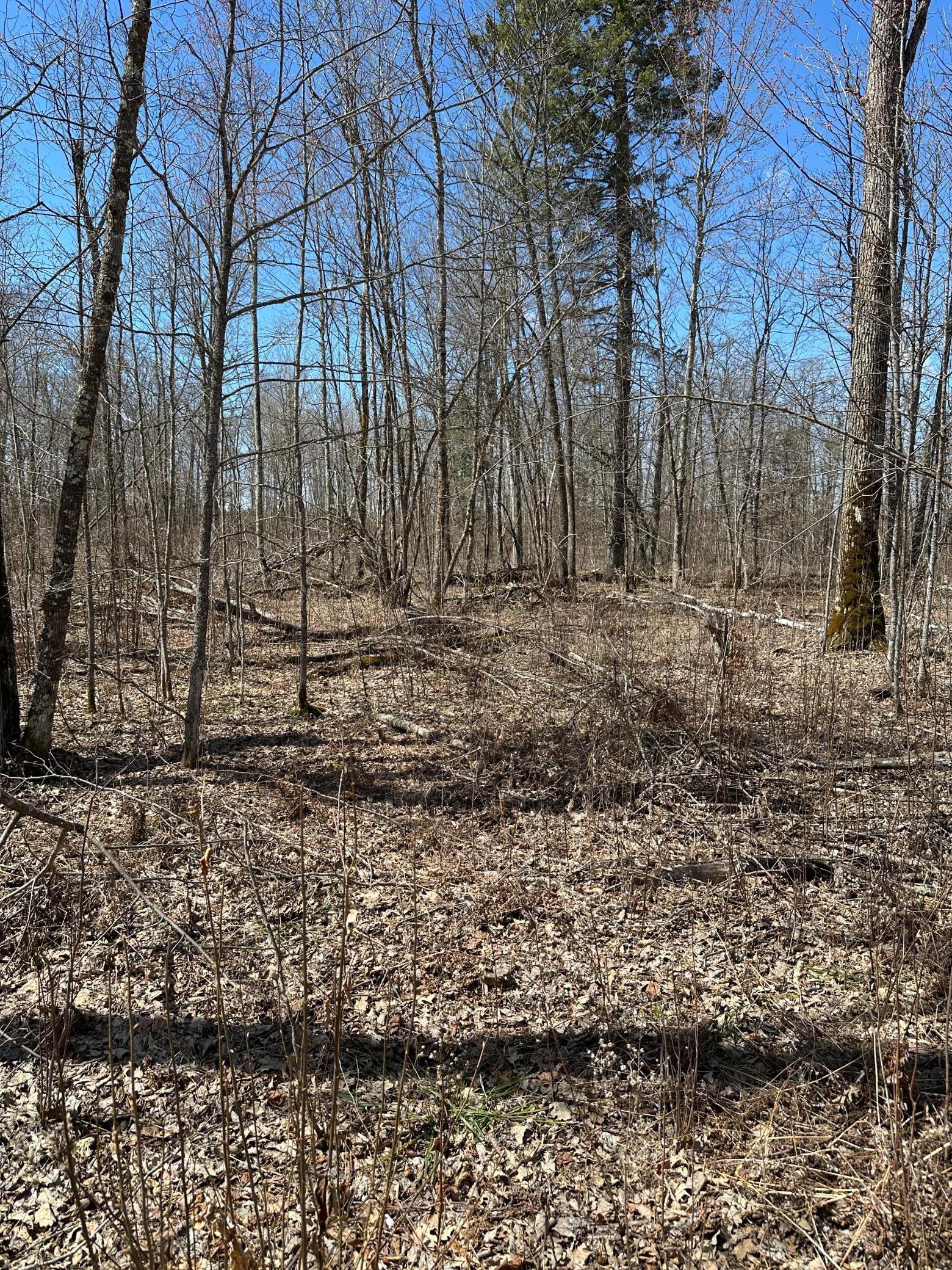 land for sale at TBD Ct Rd 307 in Blackduck, MN (photo 13 of 15)