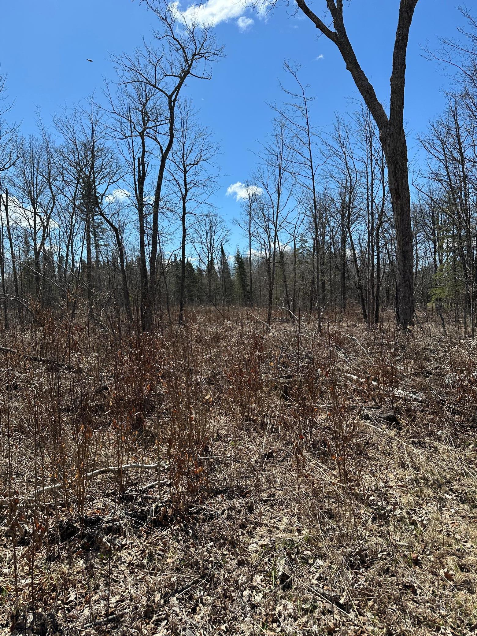 land for sale at TBD Ct Rd 307 in Blackduck, MN (photo 15 of 15)