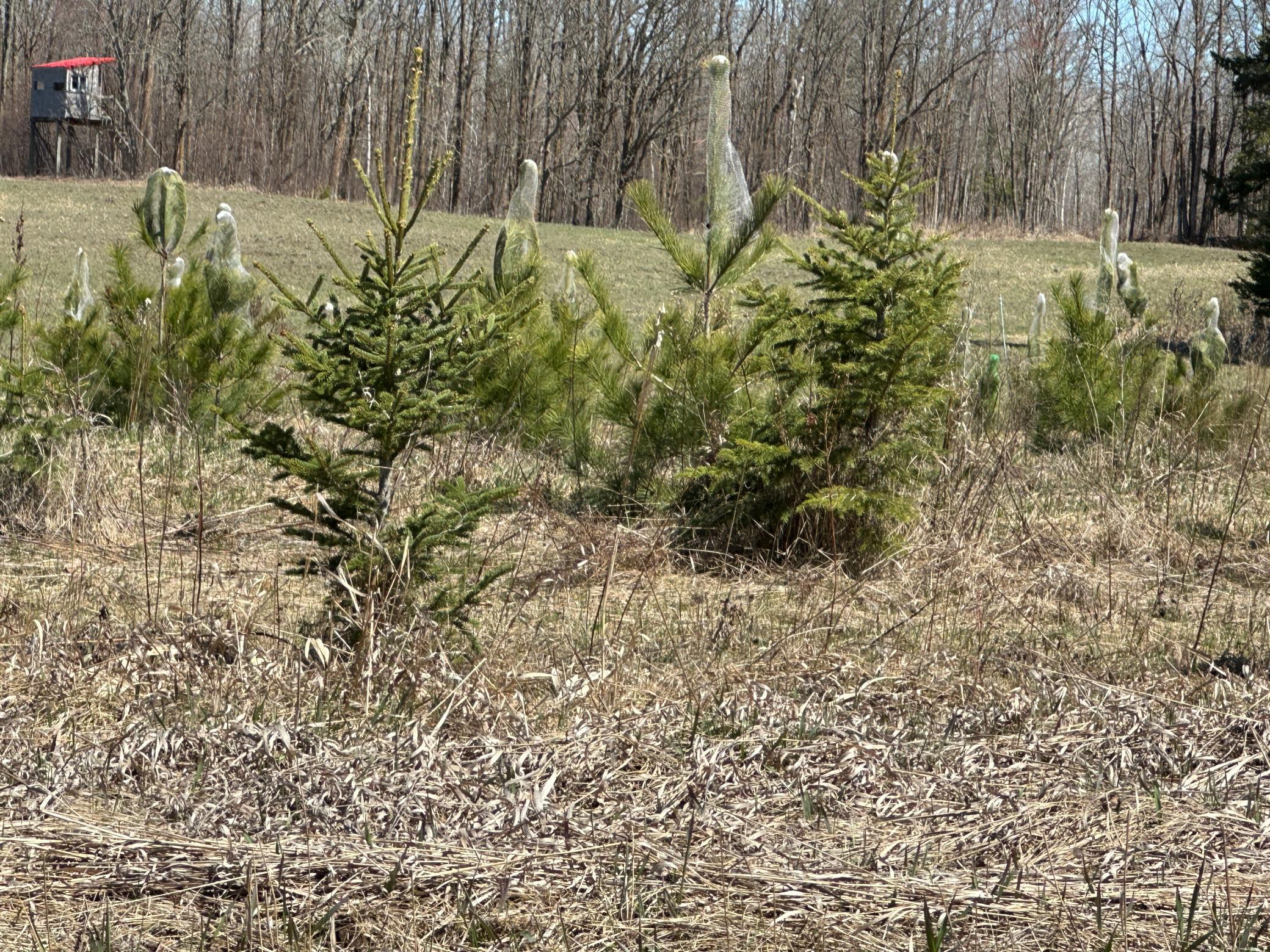 land for sale at TBD Ct Rd 307 in Blackduck, MN (photo 5 of 15)
