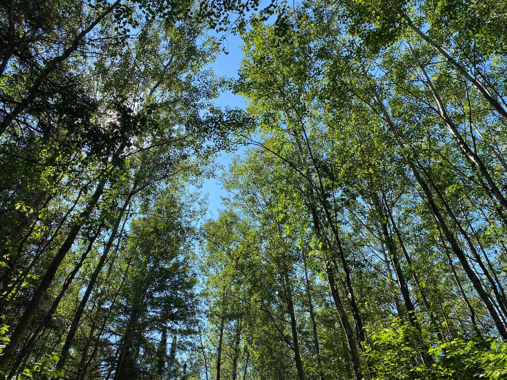land for sale at TBD Buck Dr. in Bovey, MN (photo 11 of 33)
