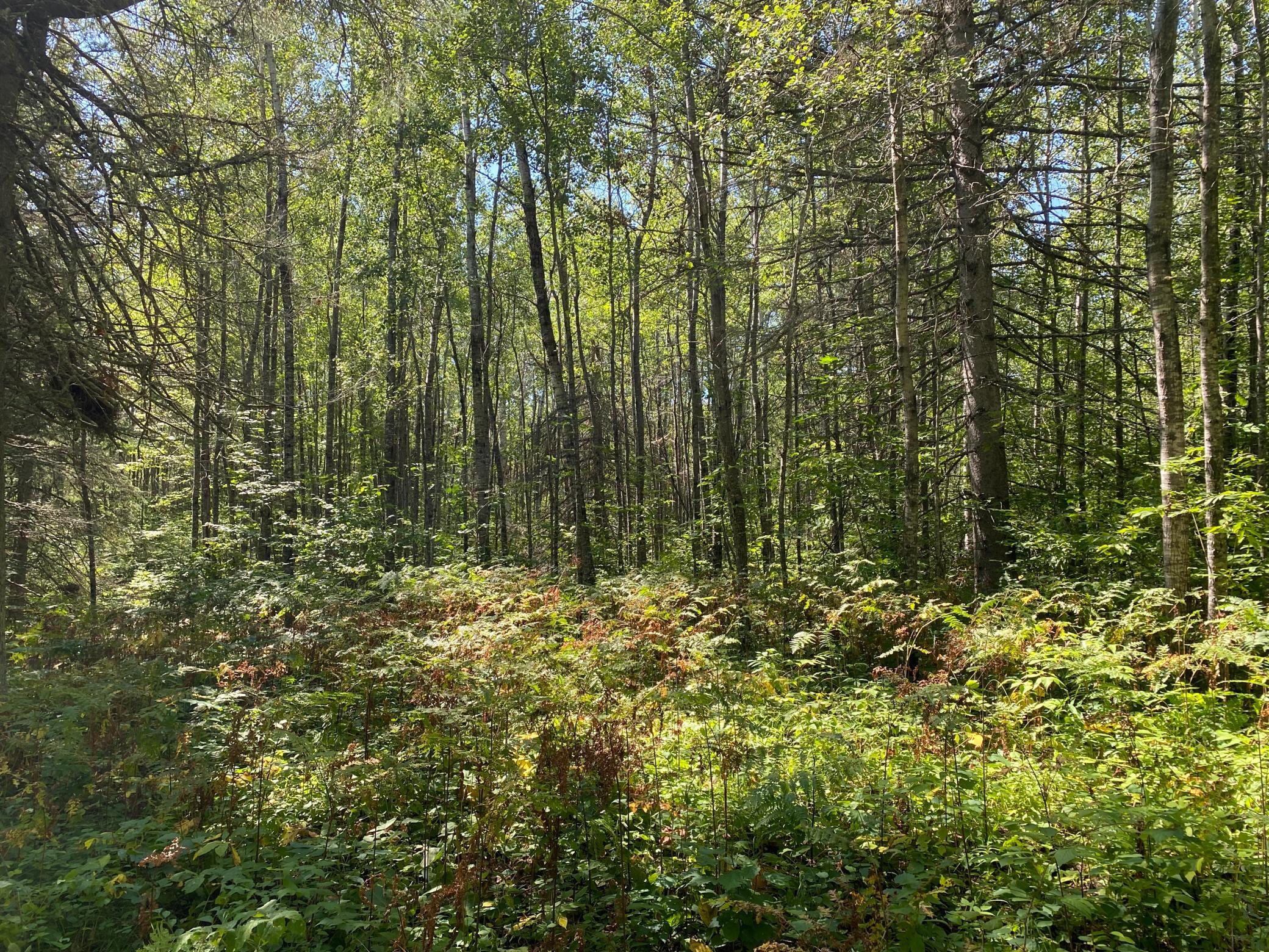 land for sale at TBD Buck Dr. in Bovey, MN (photo 13 of 33)