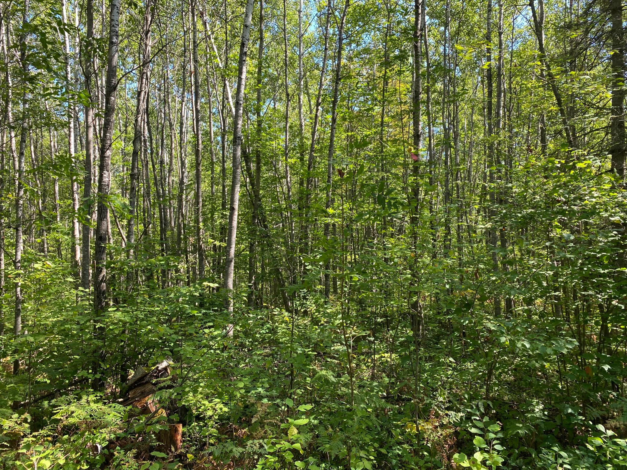 land for sale at TBD Buck Dr. in Bovey, MN (photo 14 of 33)