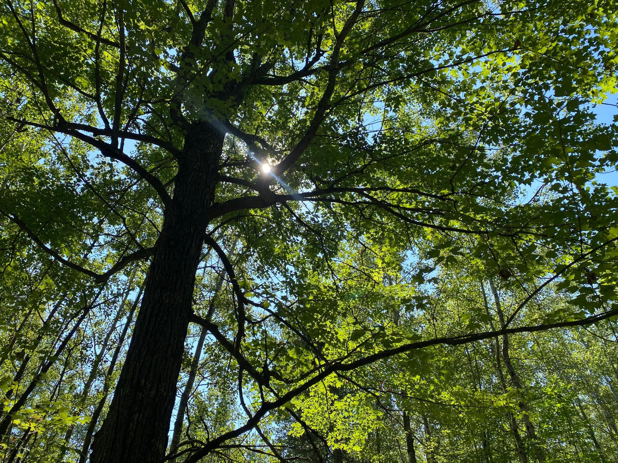 land for sale at TBD Buck Dr. in Bovey, MN (photo 17 of 33)