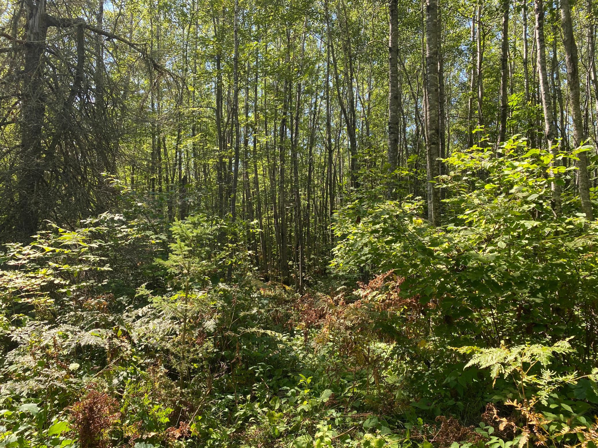 land for sale at TBD Buck Dr. in Bovey, MN (photo 20 of 33)
