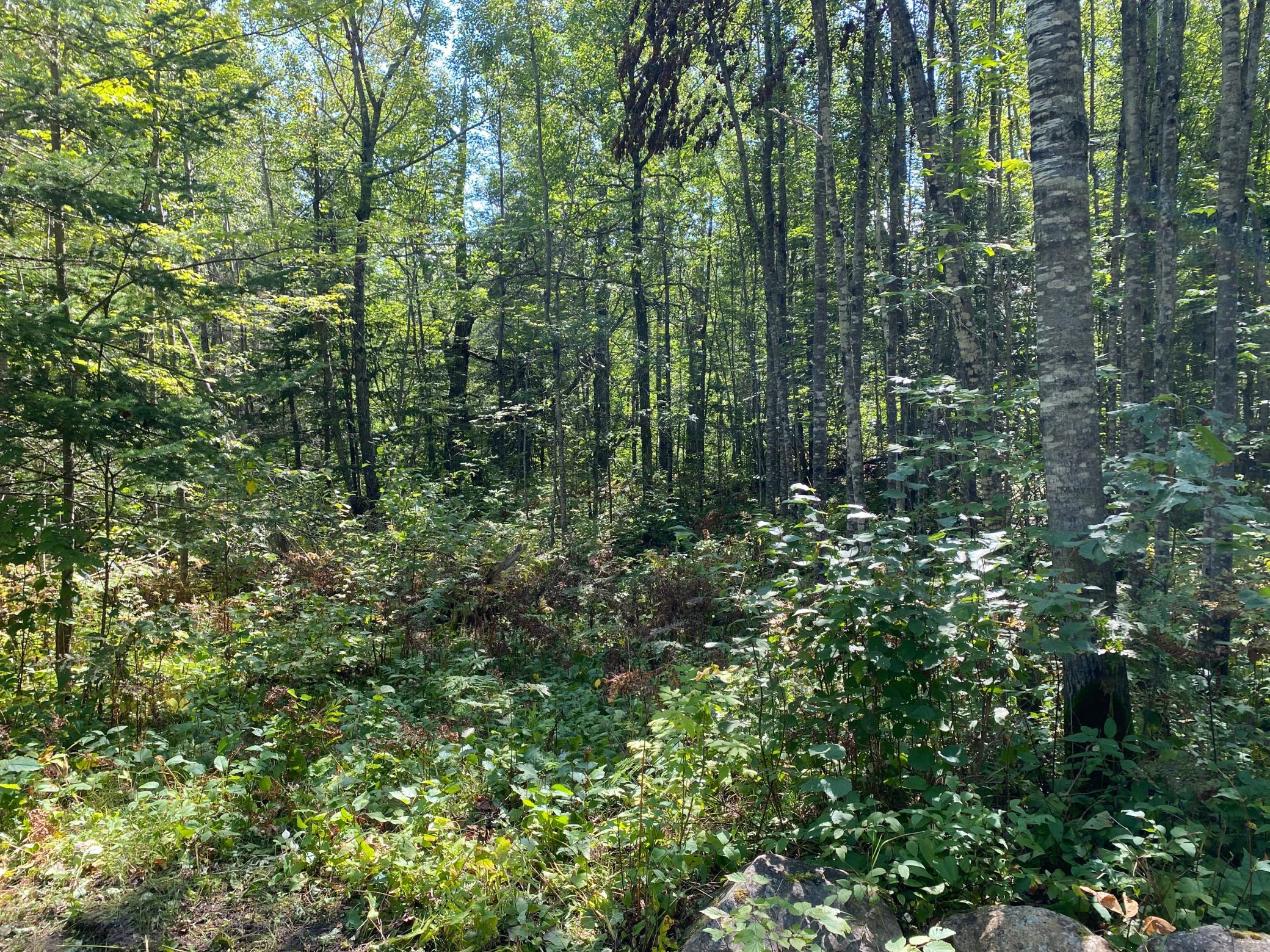 land for sale at TBD Buck Dr. in Bovey, MN (photo 21 of 33)