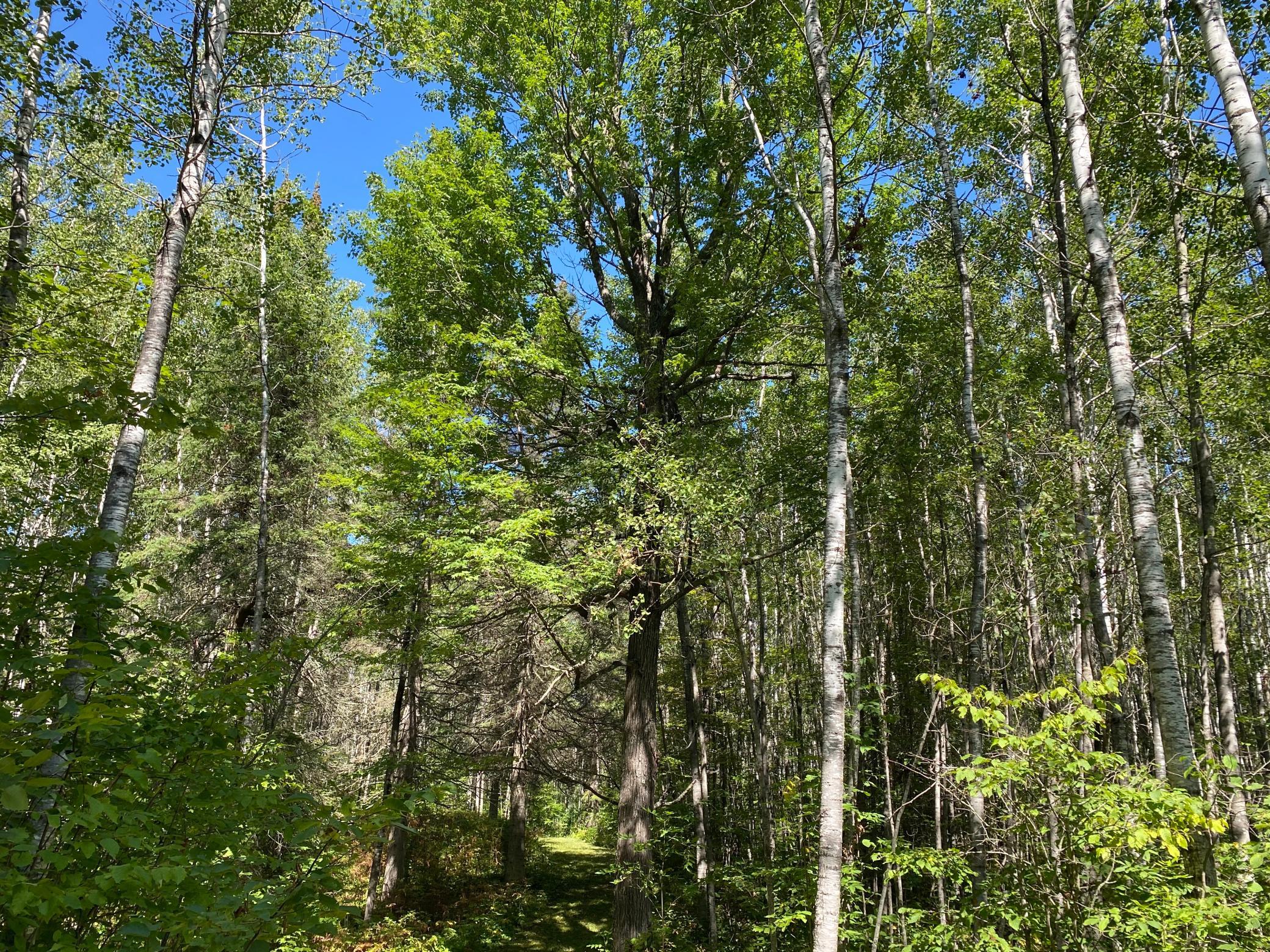 land for sale at TBD Buck Dr. in Bovey, MN (photo 25 of 33)